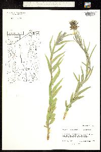 Amsonia palmeri image
