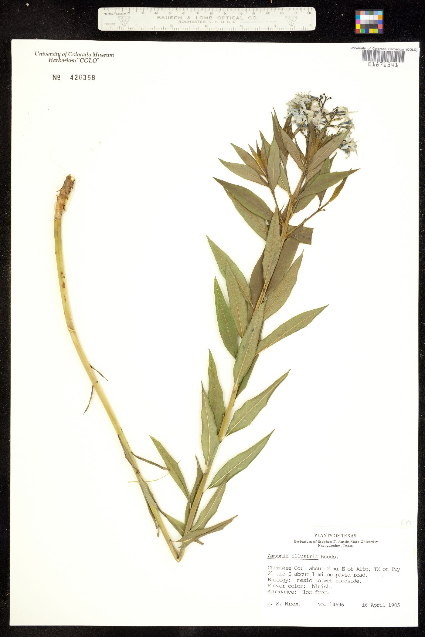 Amsonia illustris image