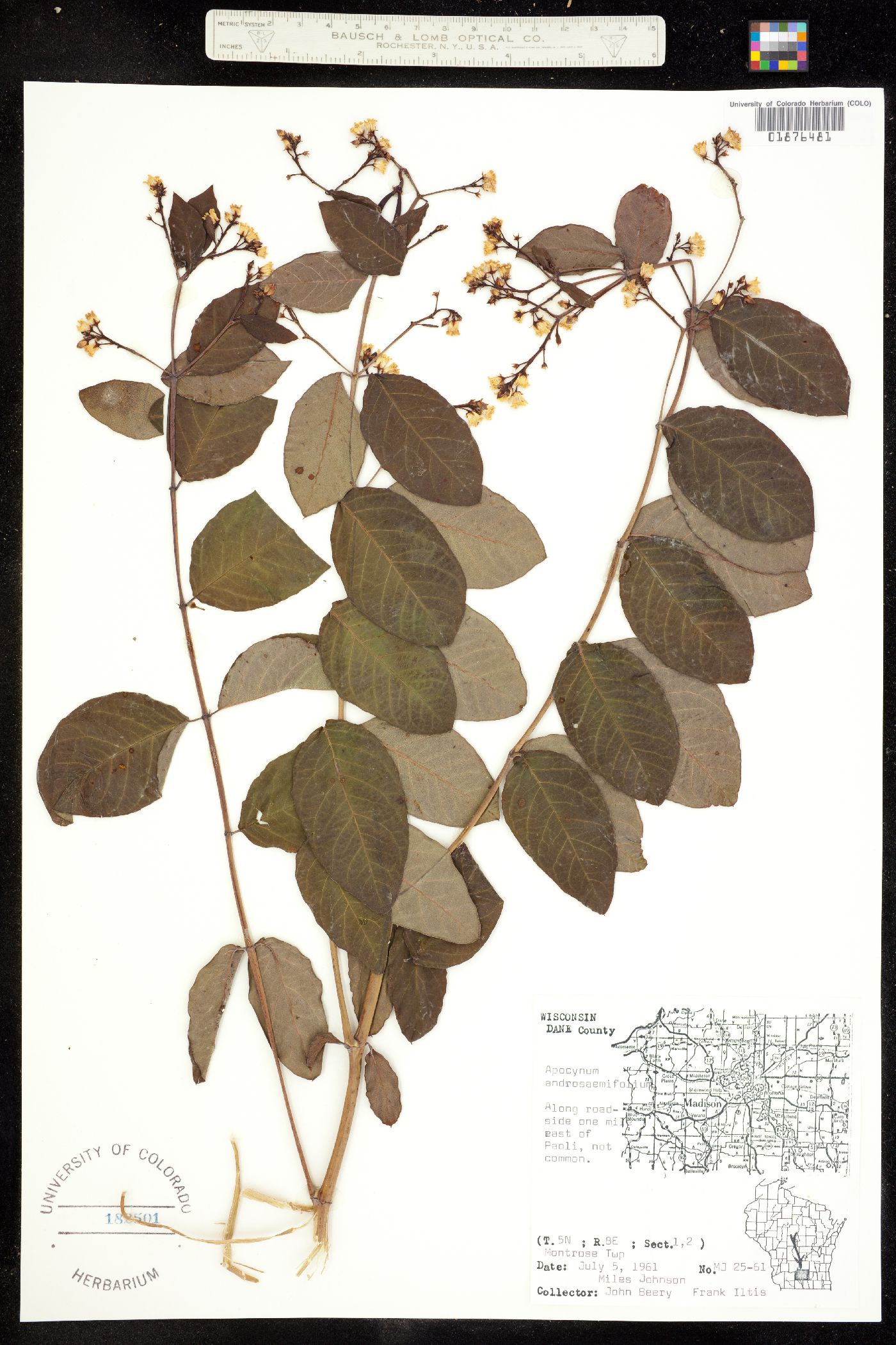 Apocynum androsaemifolium image