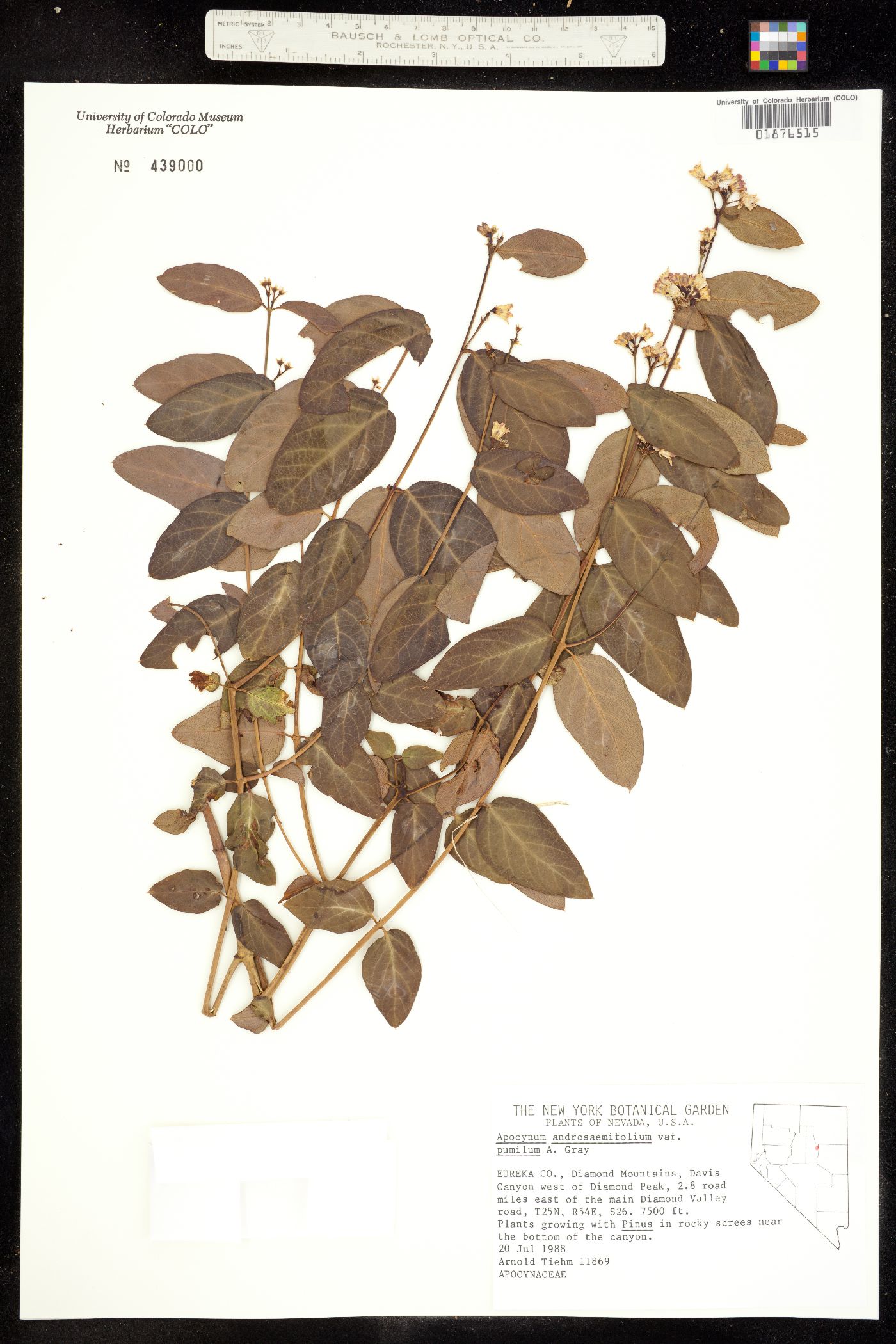 Apocynaceae image