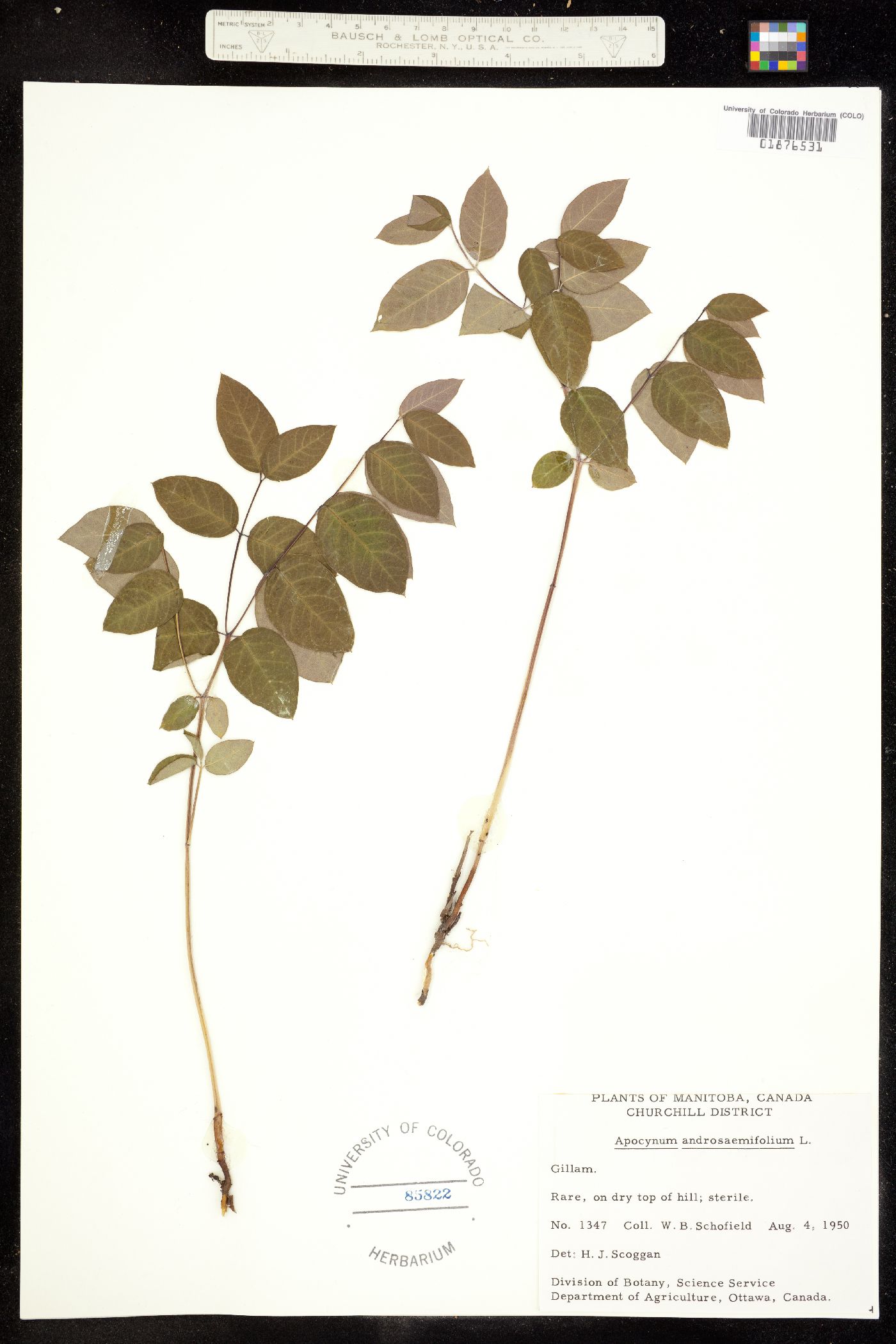Apocynum androsaemifolium image