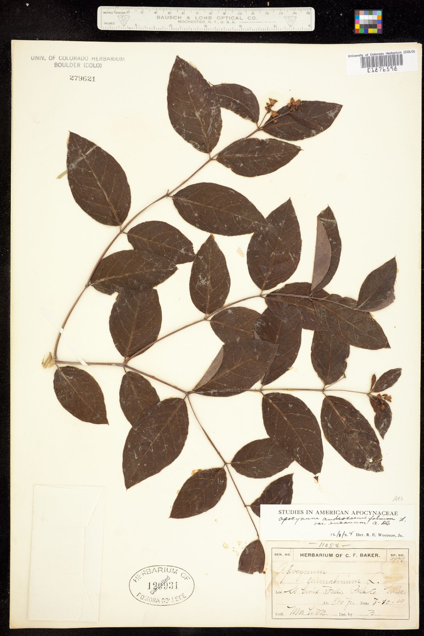 Apocynum androsaemifolium image