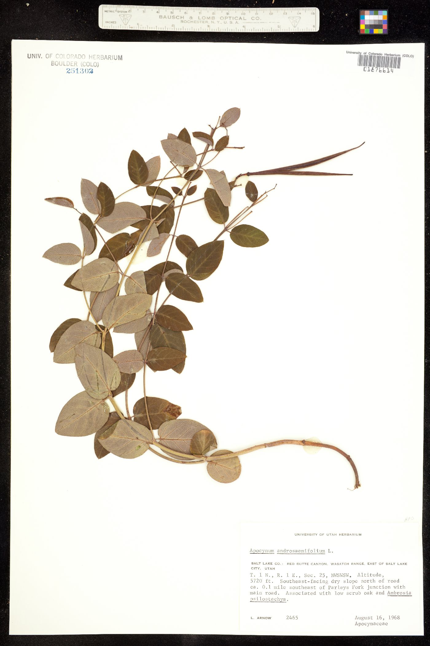 Apocynum image