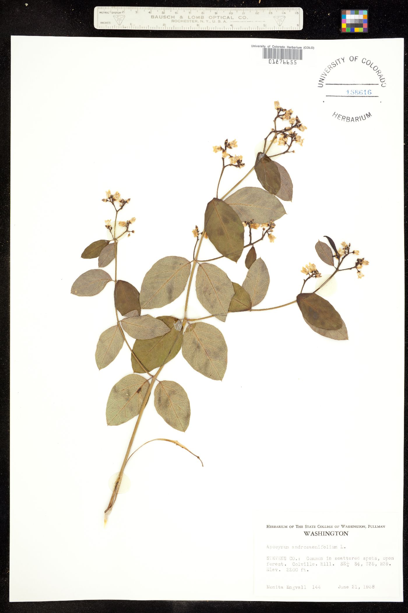 Apocynum androsaemifolium image