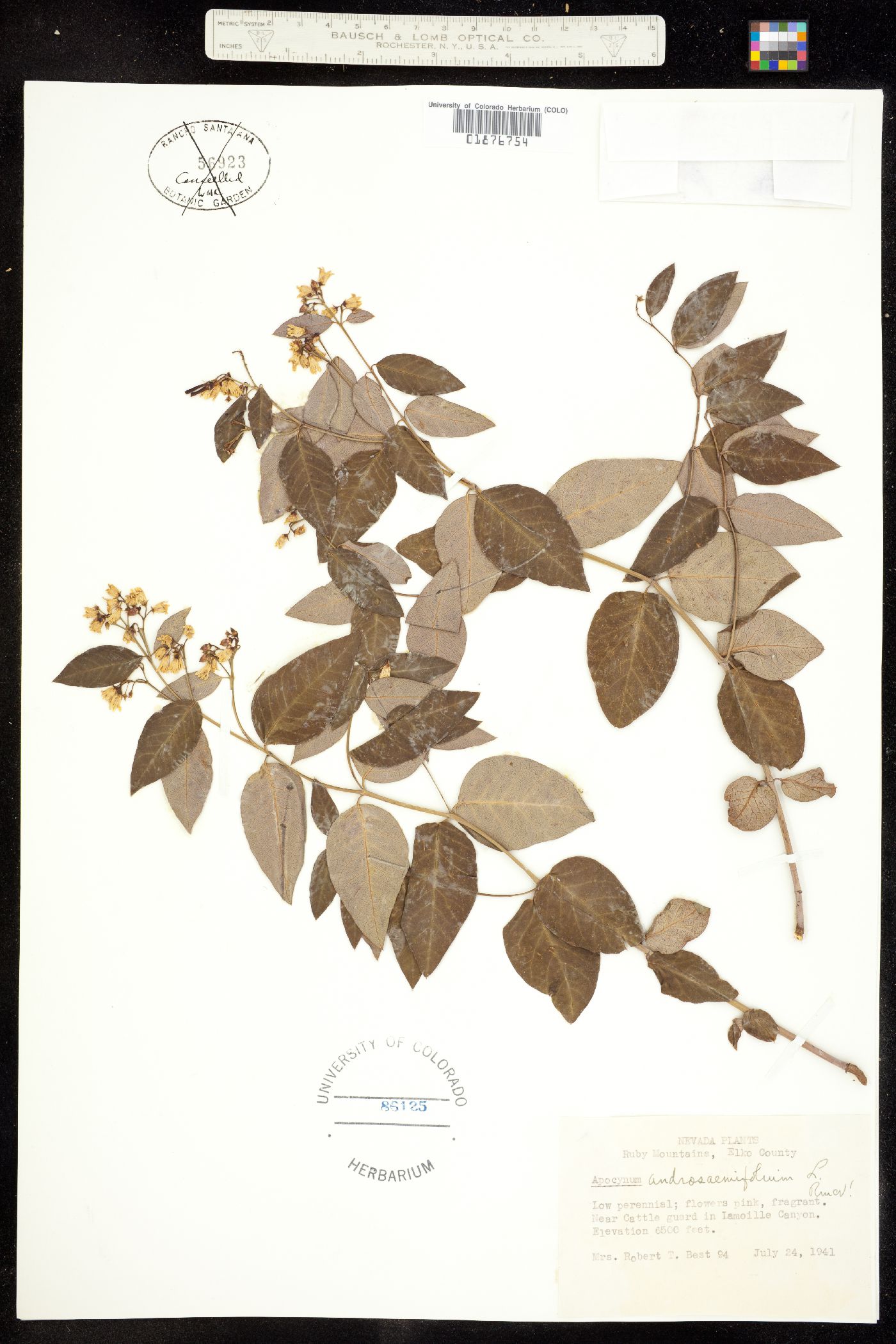 Apocynum androsaemifolium image