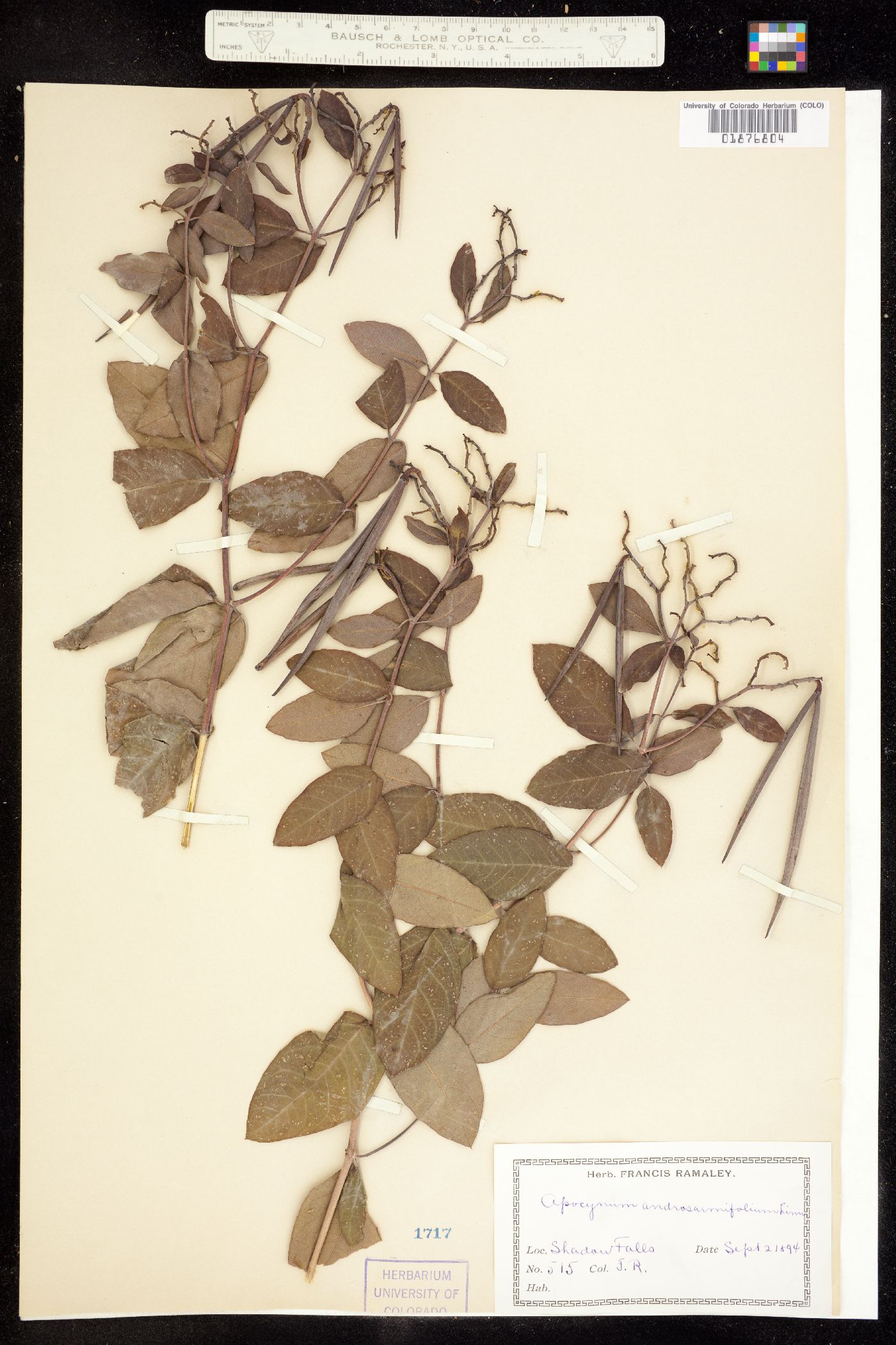 Apocynum androsaemifolium image