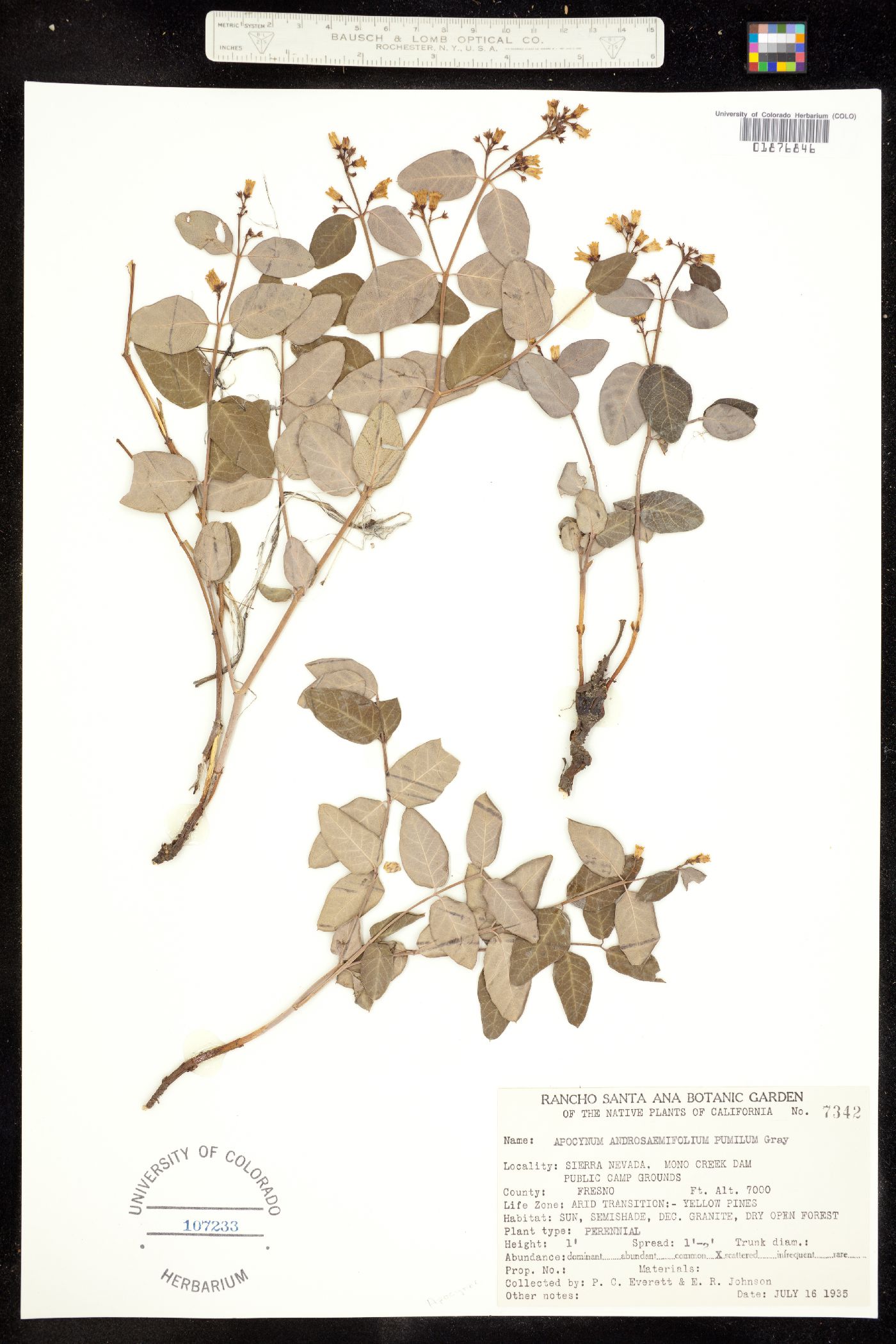 Apocynum androsaemifolium image