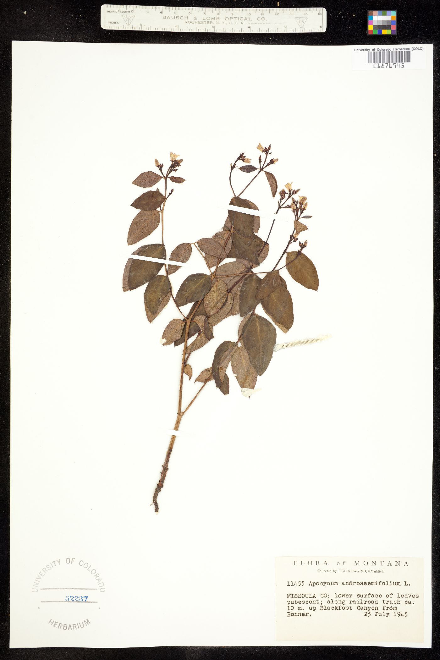 Apocynum androsaemifolium image