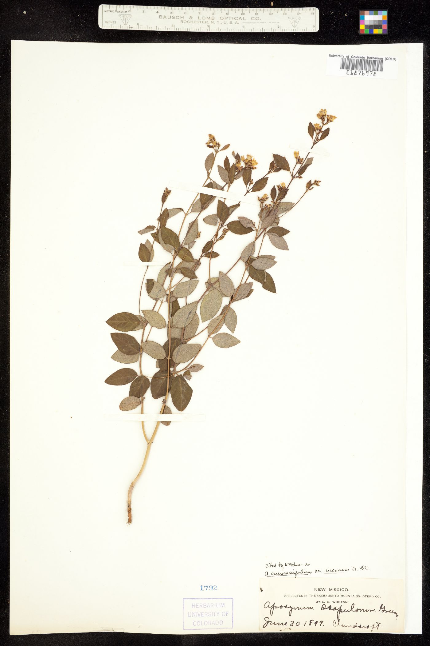 Apocynum androsaemifolium image