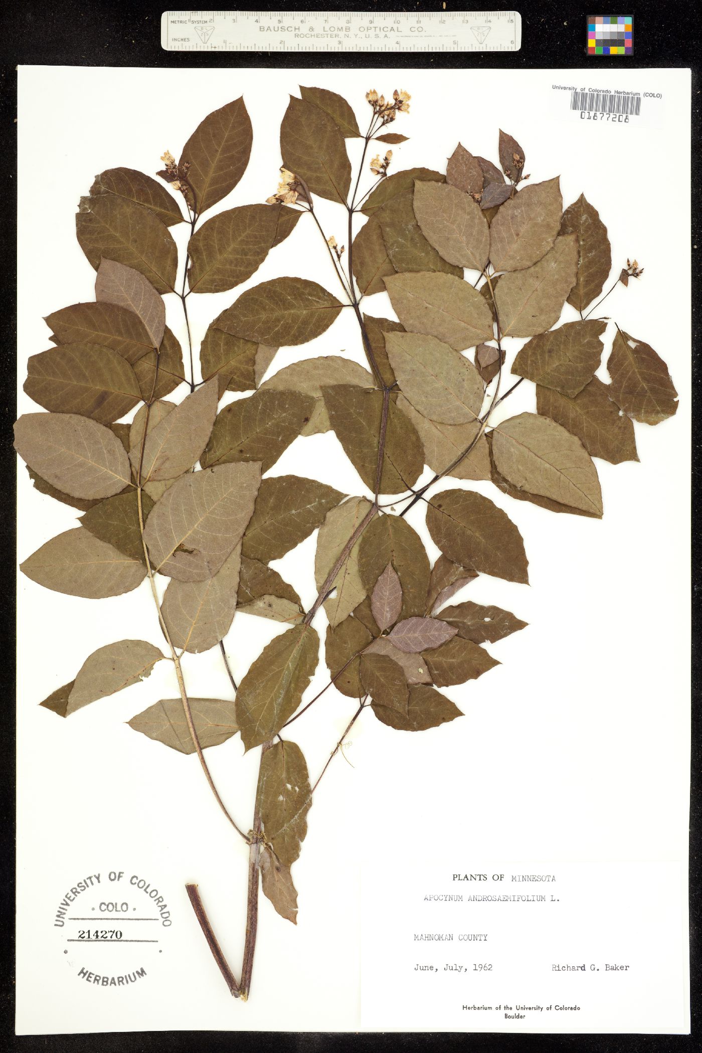 Apocynum androsaemifolium image