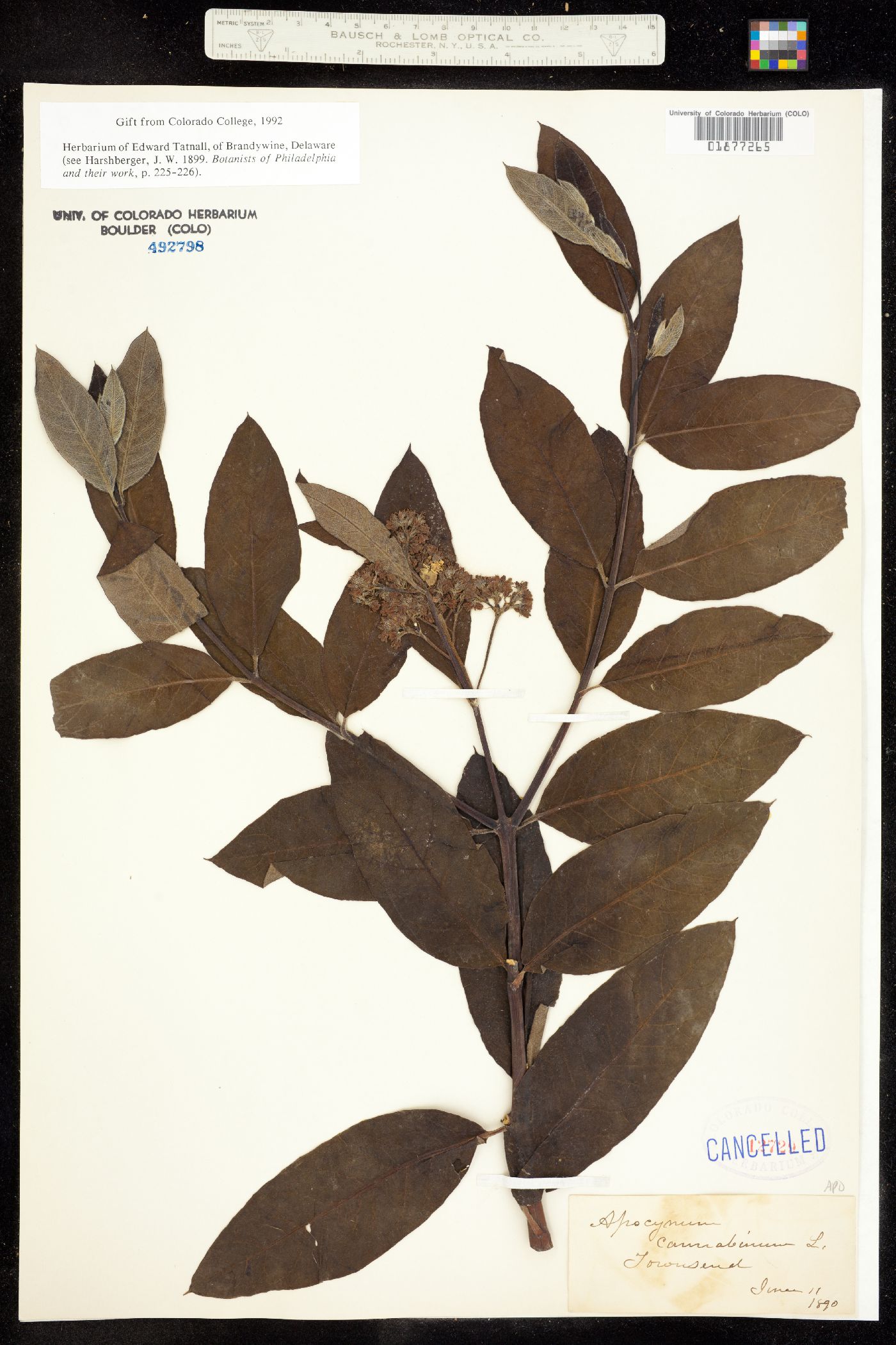 Apocynum cannabinum image