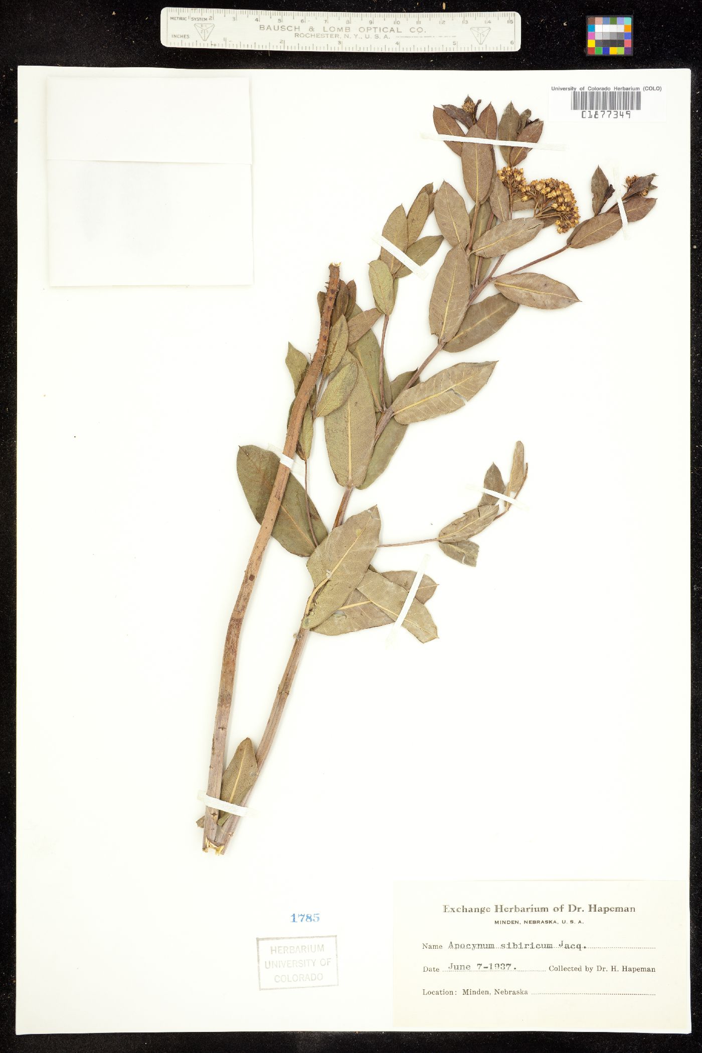 Apocynum cannabinum image