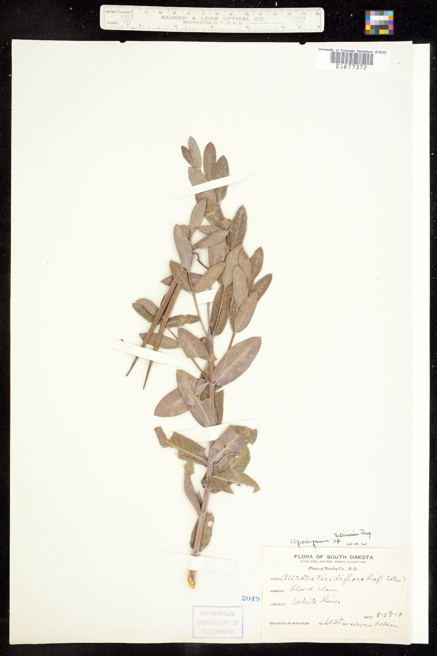 Apocynum cannabinum image