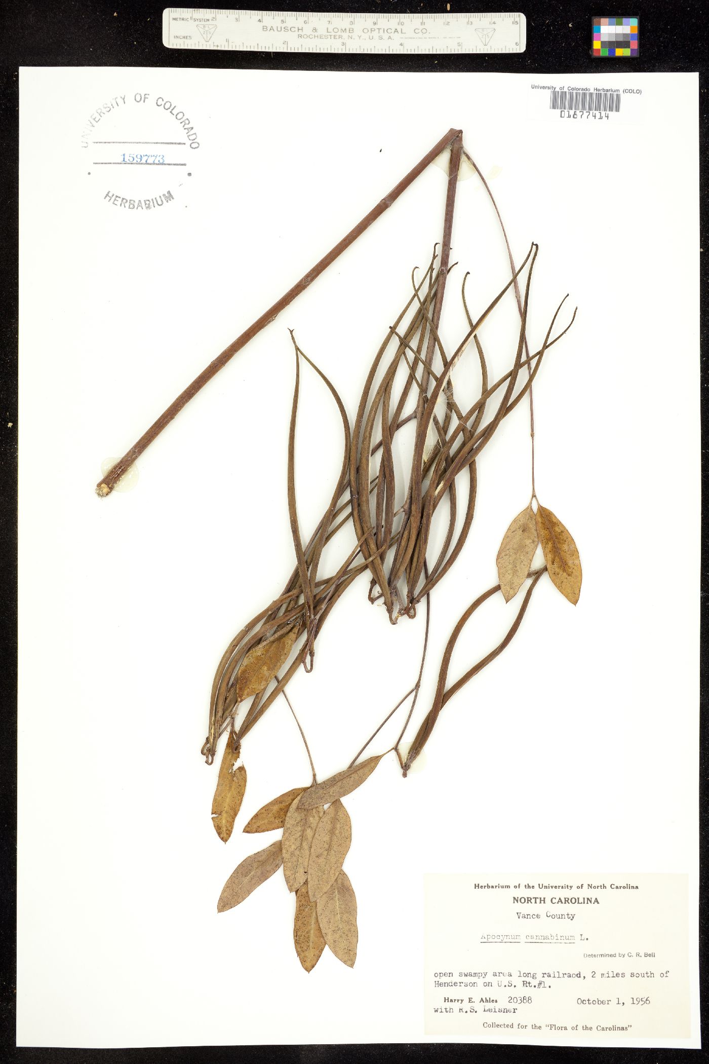 Apocynaceae image