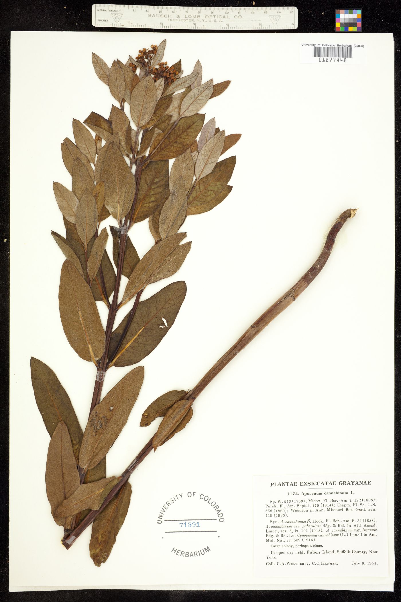 Apocynum cannabinum image
