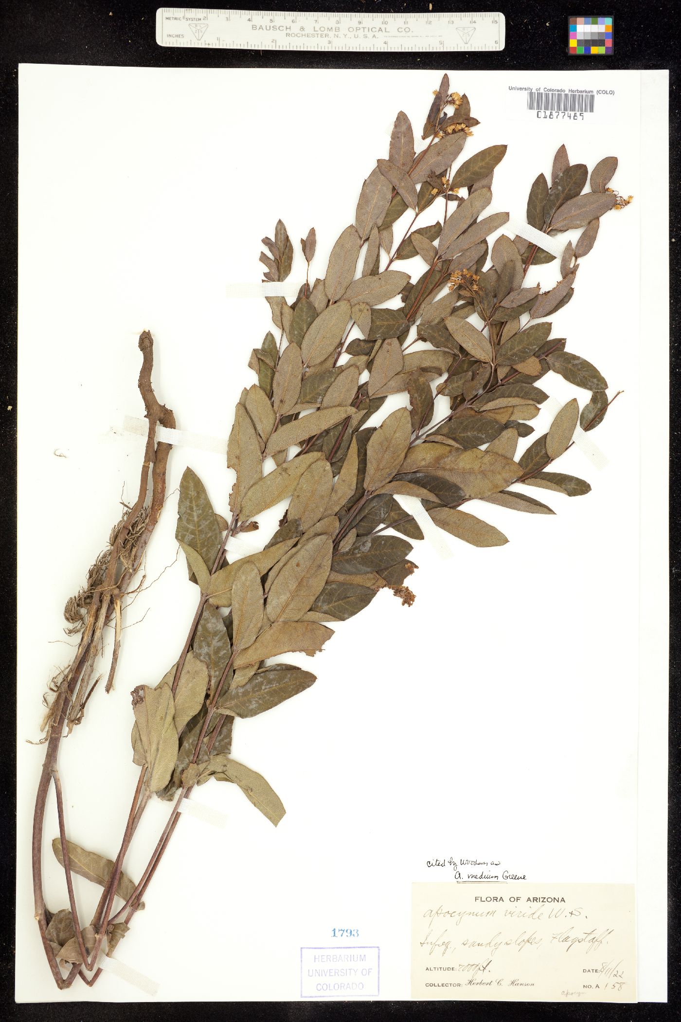 Apocynum cannabinum image