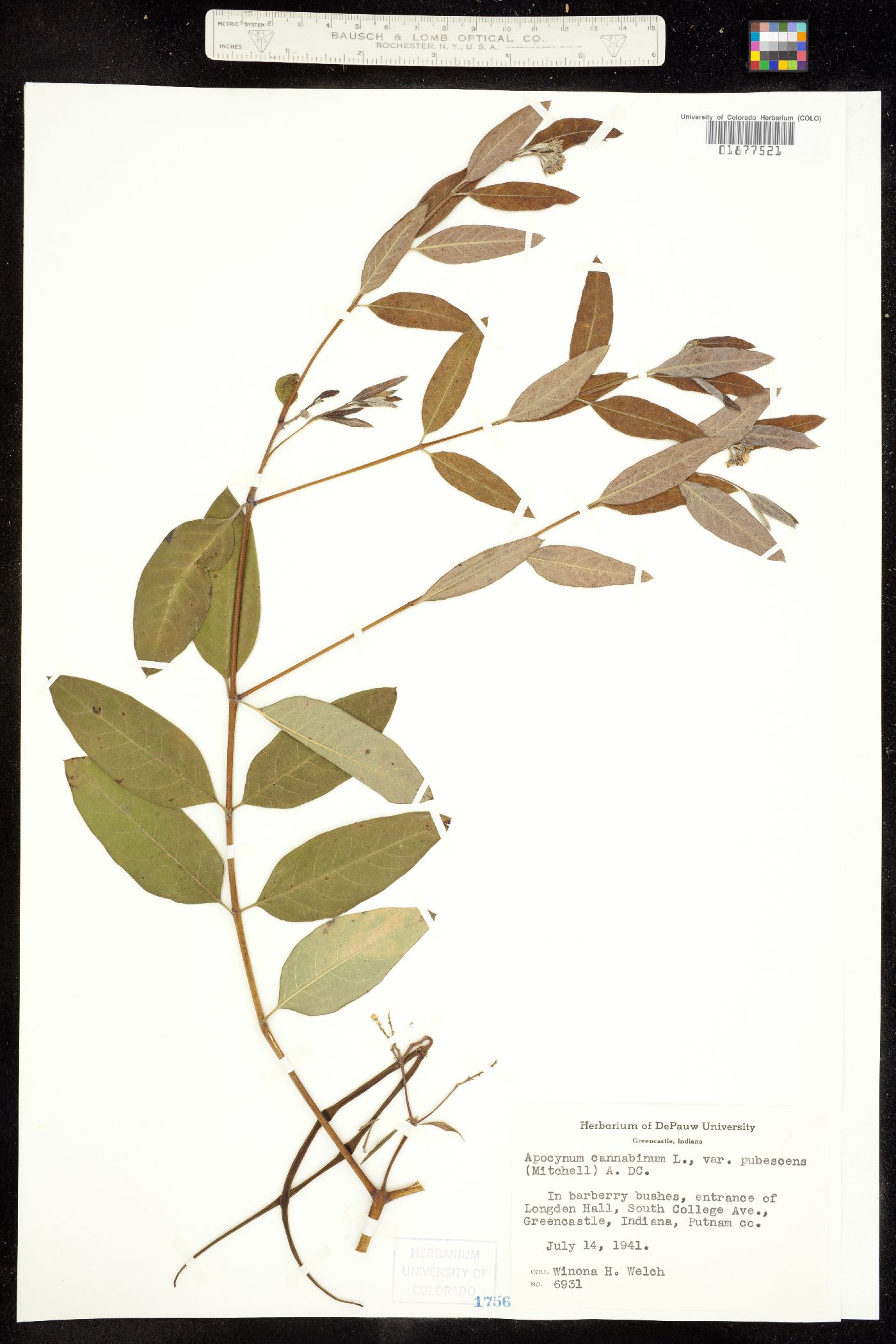 Apocynum cannabinum image
