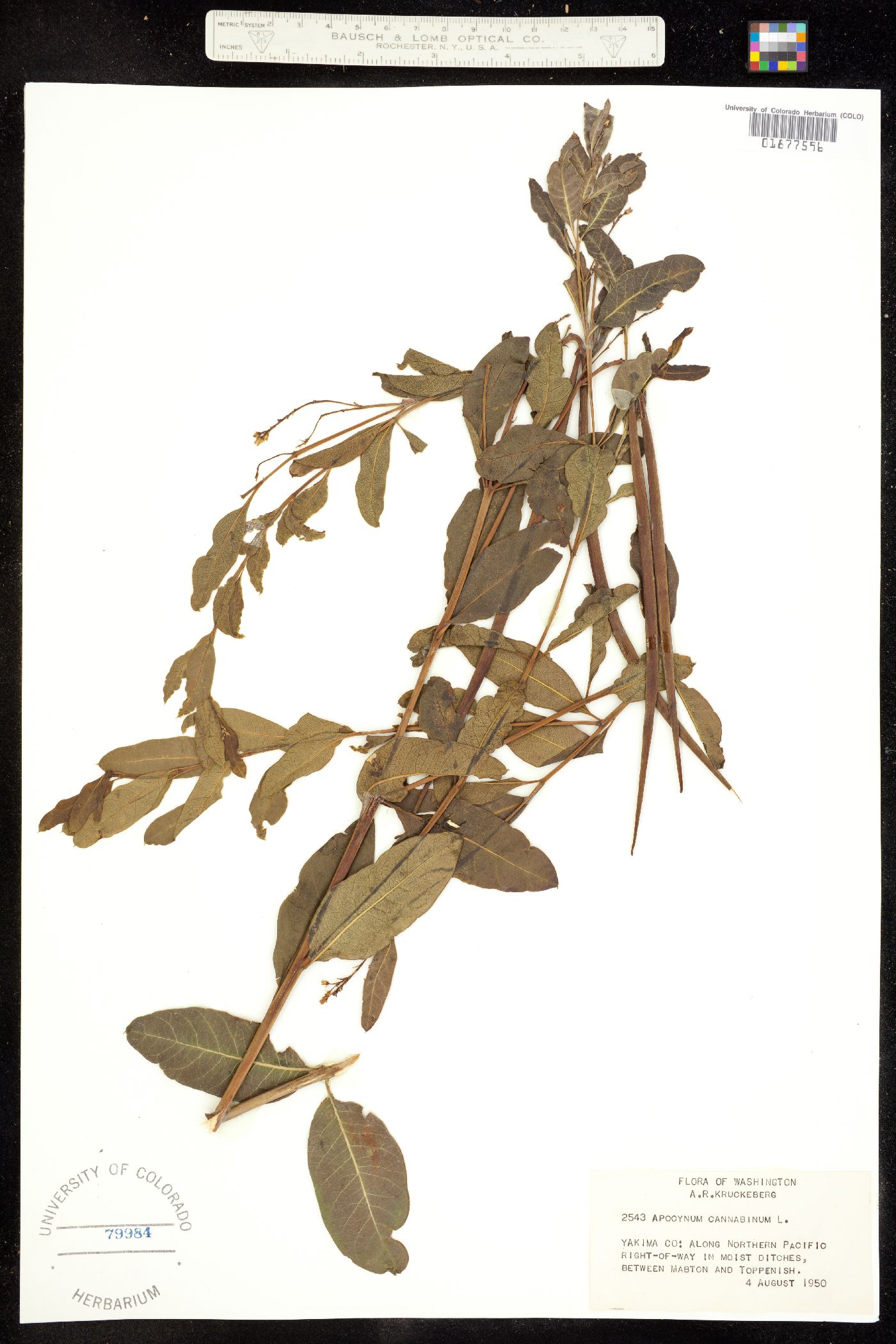 Apocynum cannabinum image