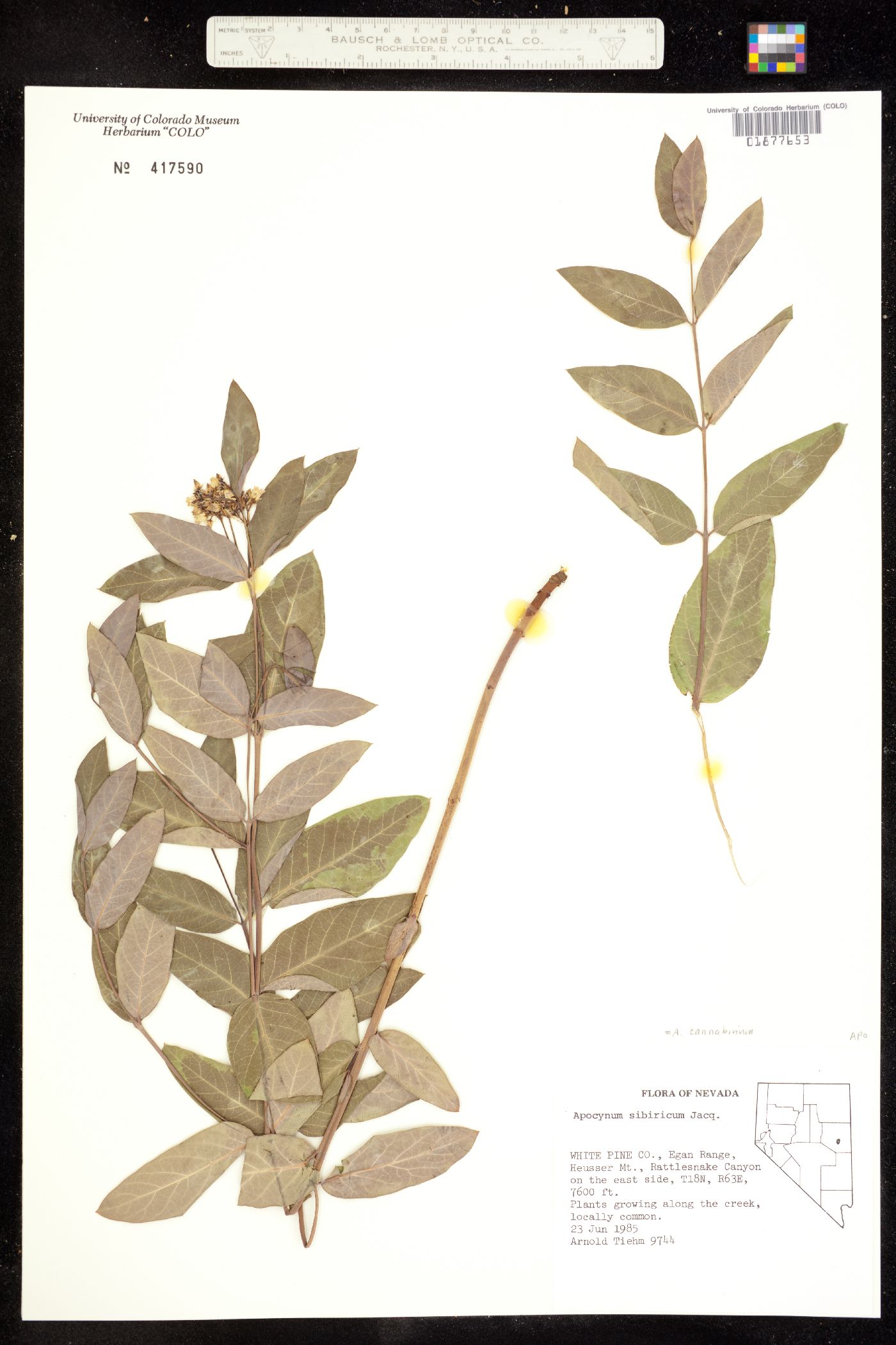 Apocynum cannabinum image