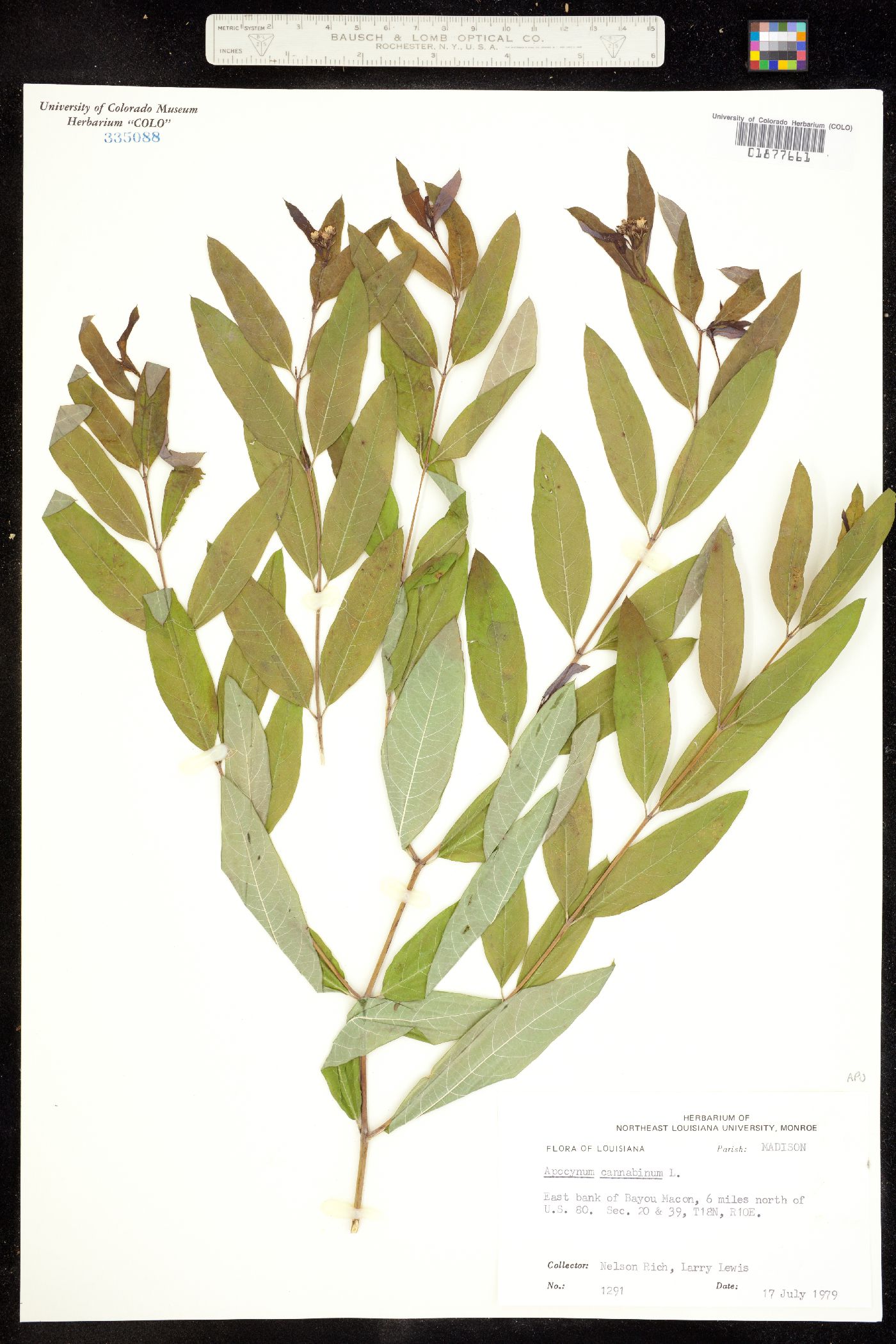 Apocynum cannabinum image