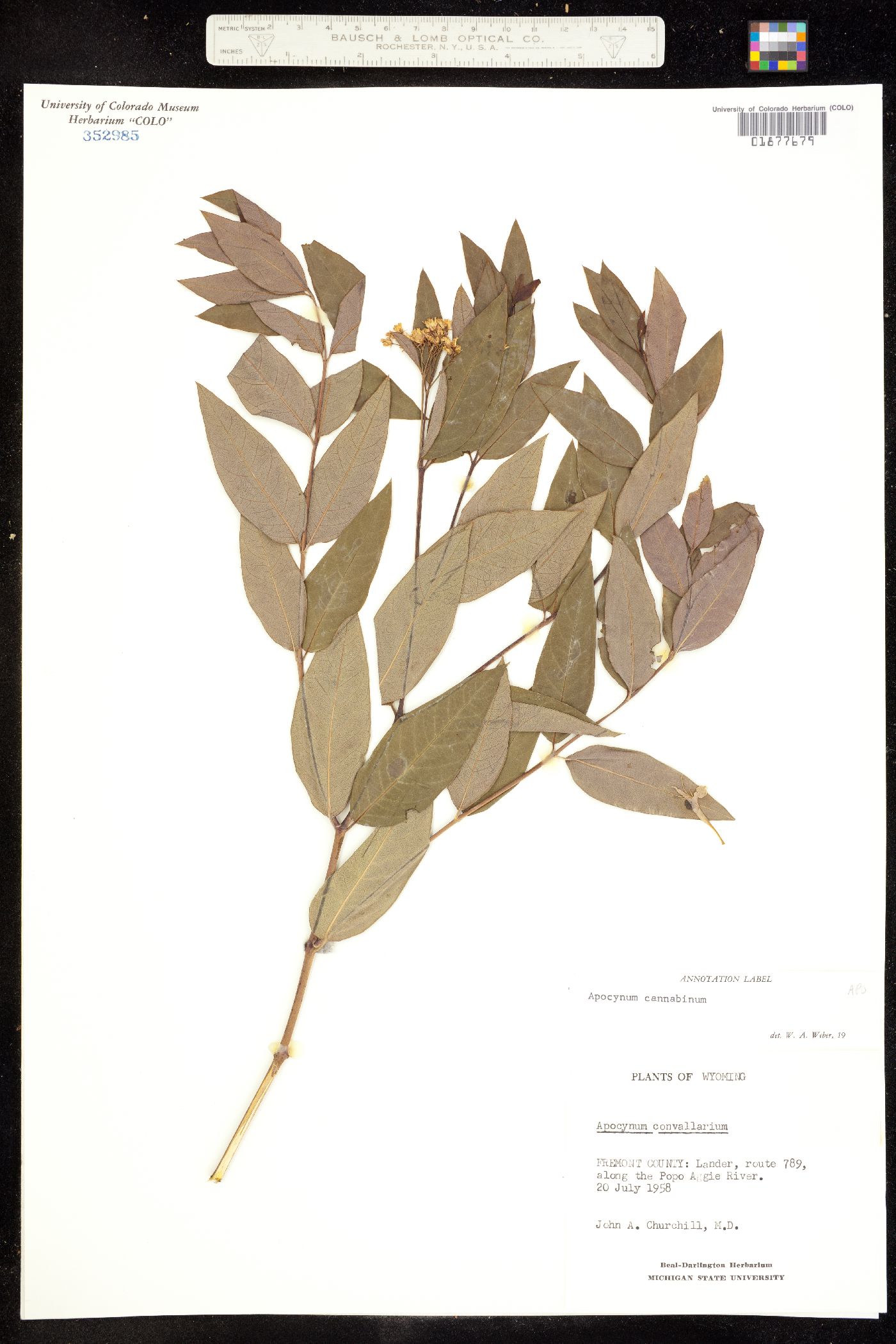 Apocynum cannabinum image