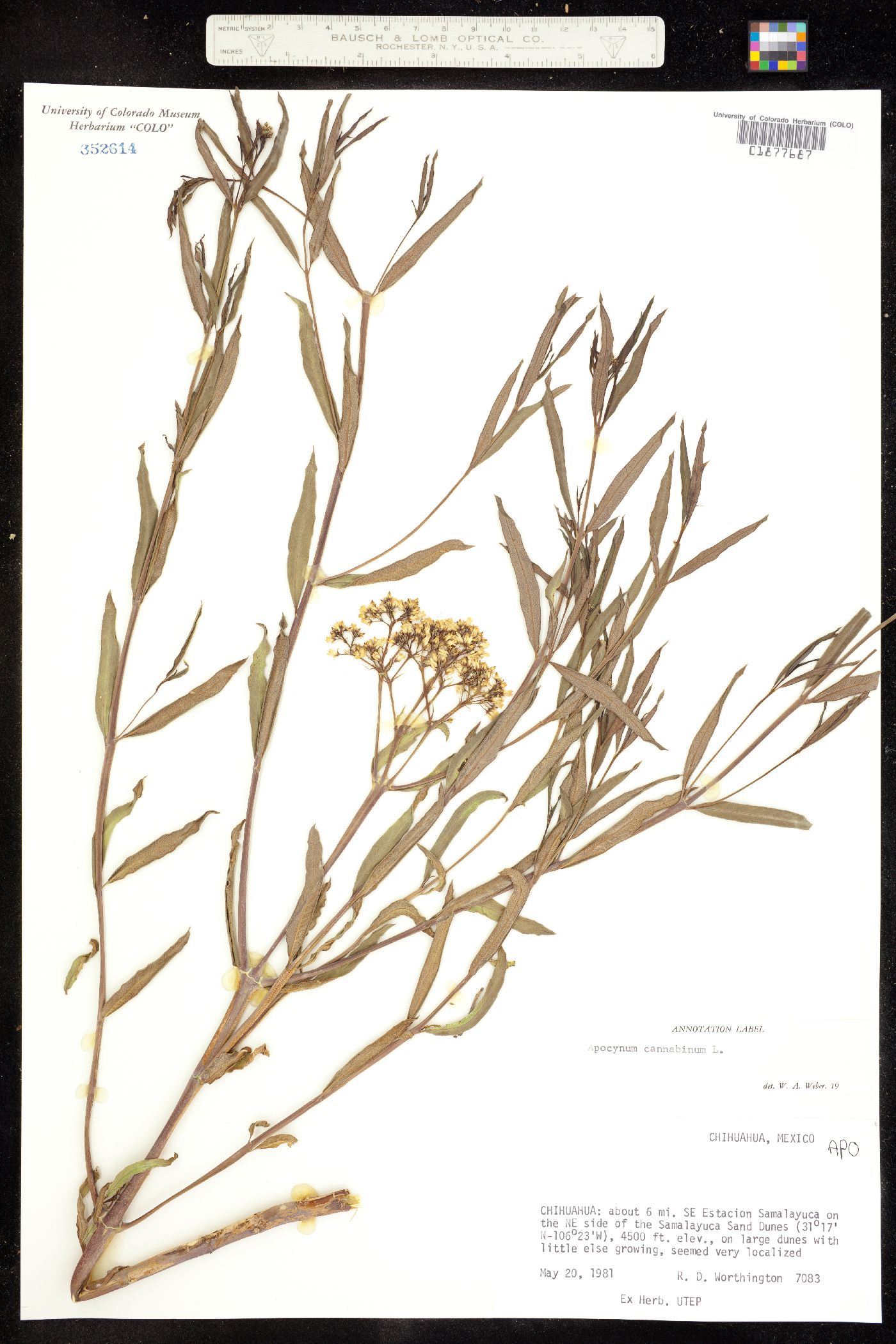 Apocynum cannabinum image