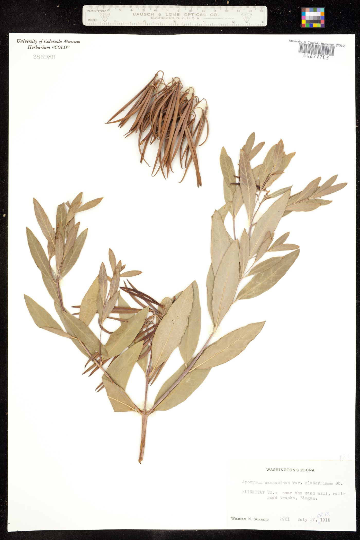 Apocynum image