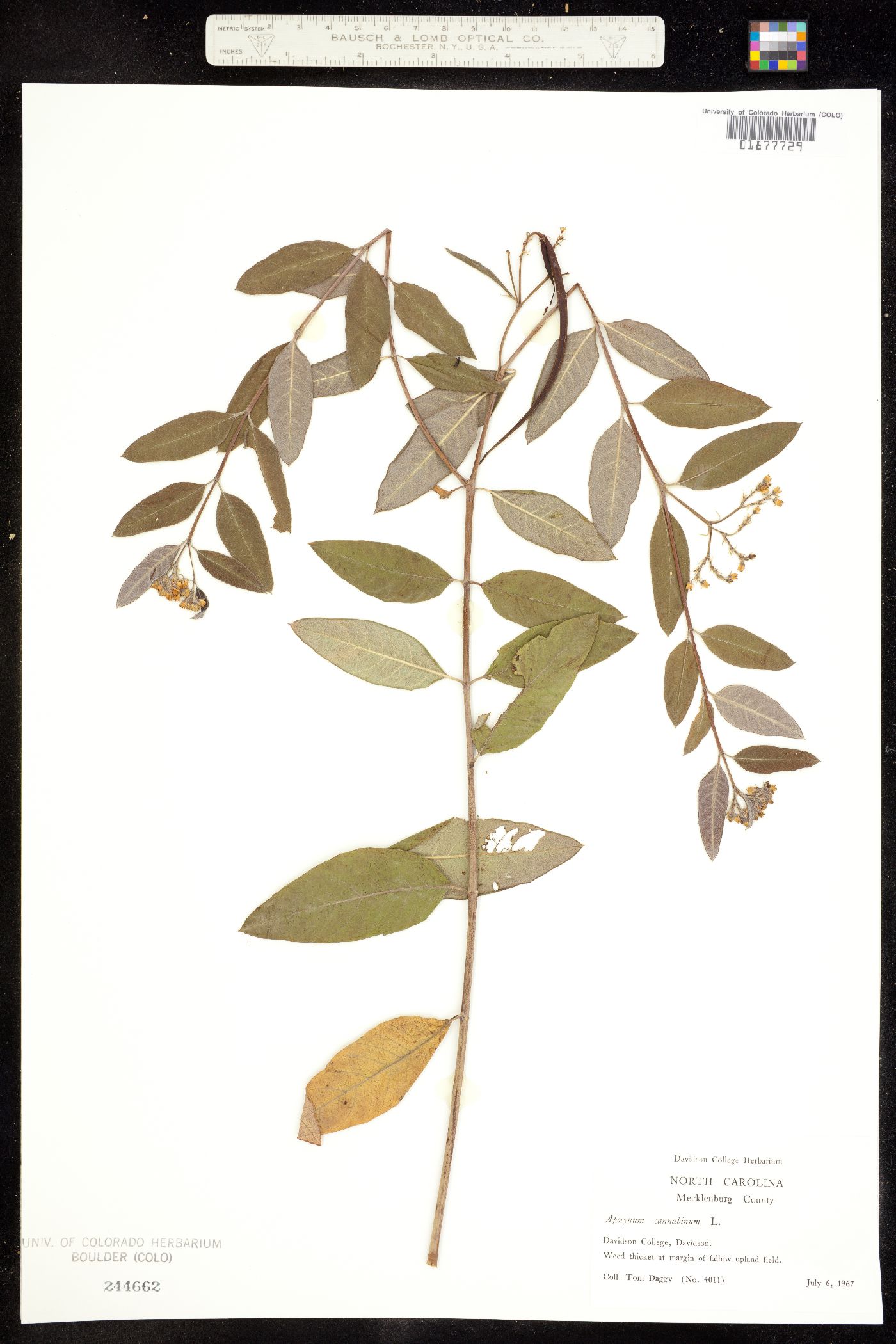 Apocynaceae image