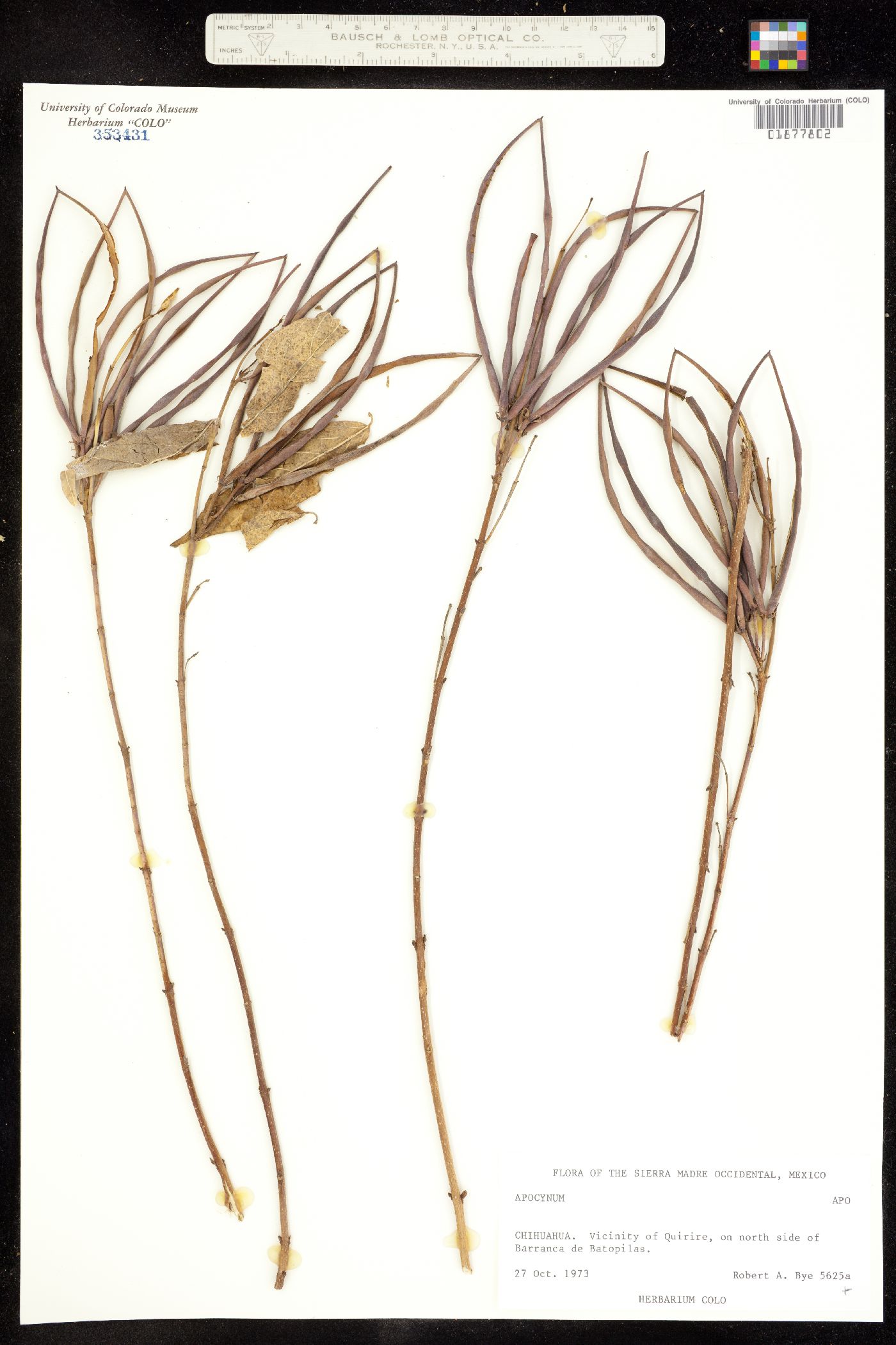 Apocynaceae image