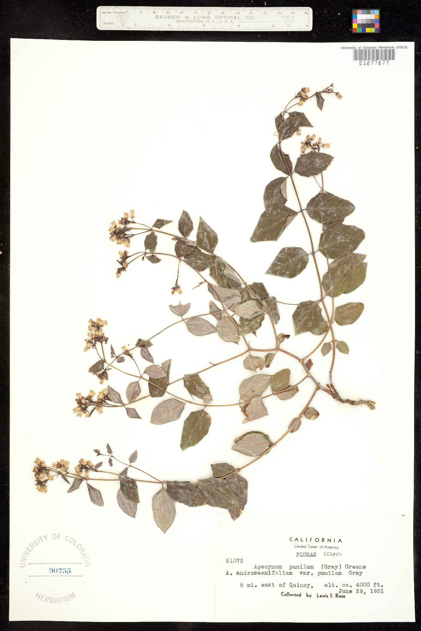 Apocynum androsaemifolium image