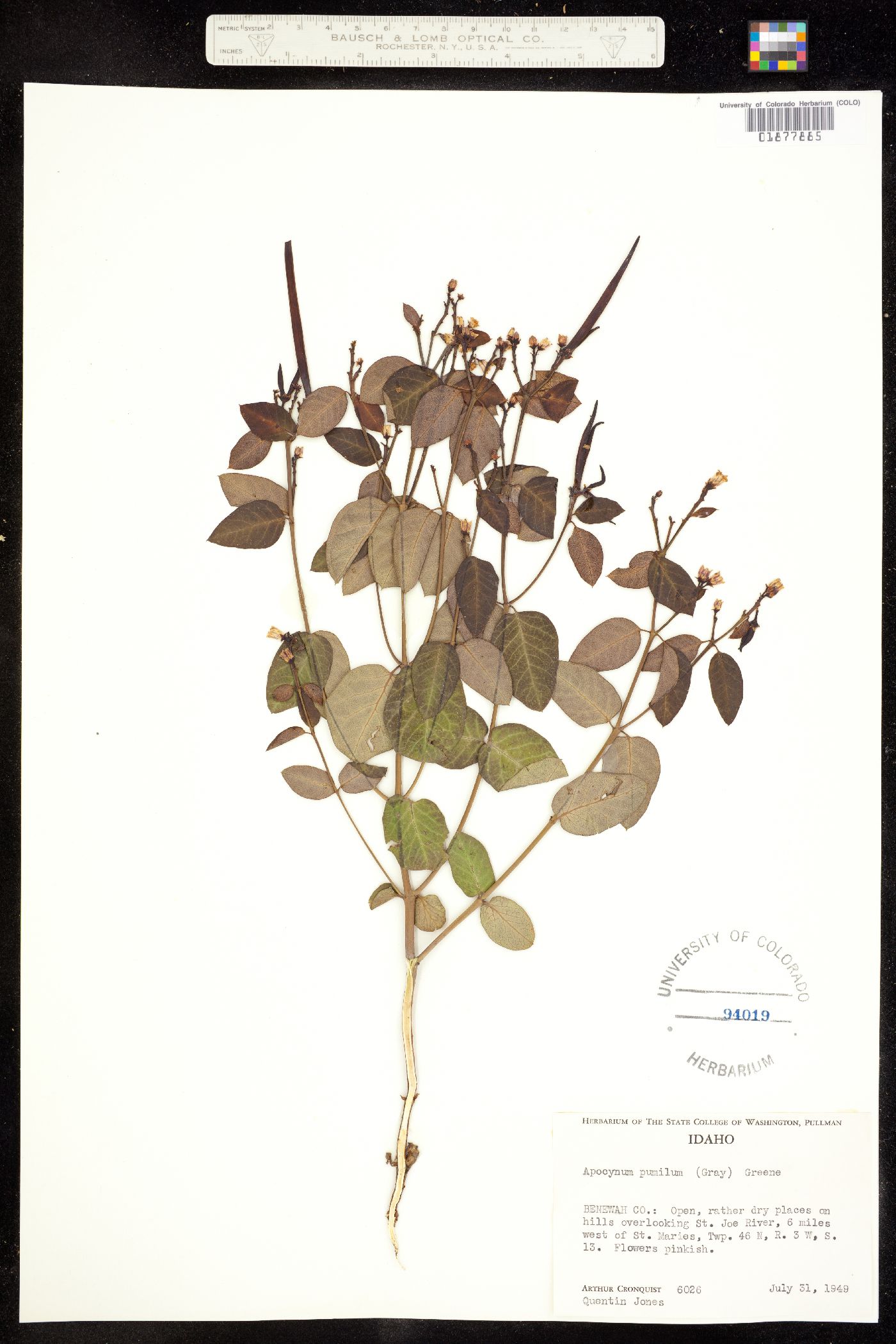 Apocynum androsaemifolium image