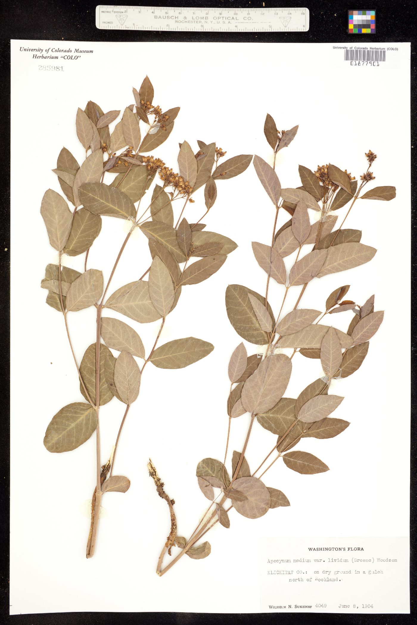 Apocynum X floribundum image