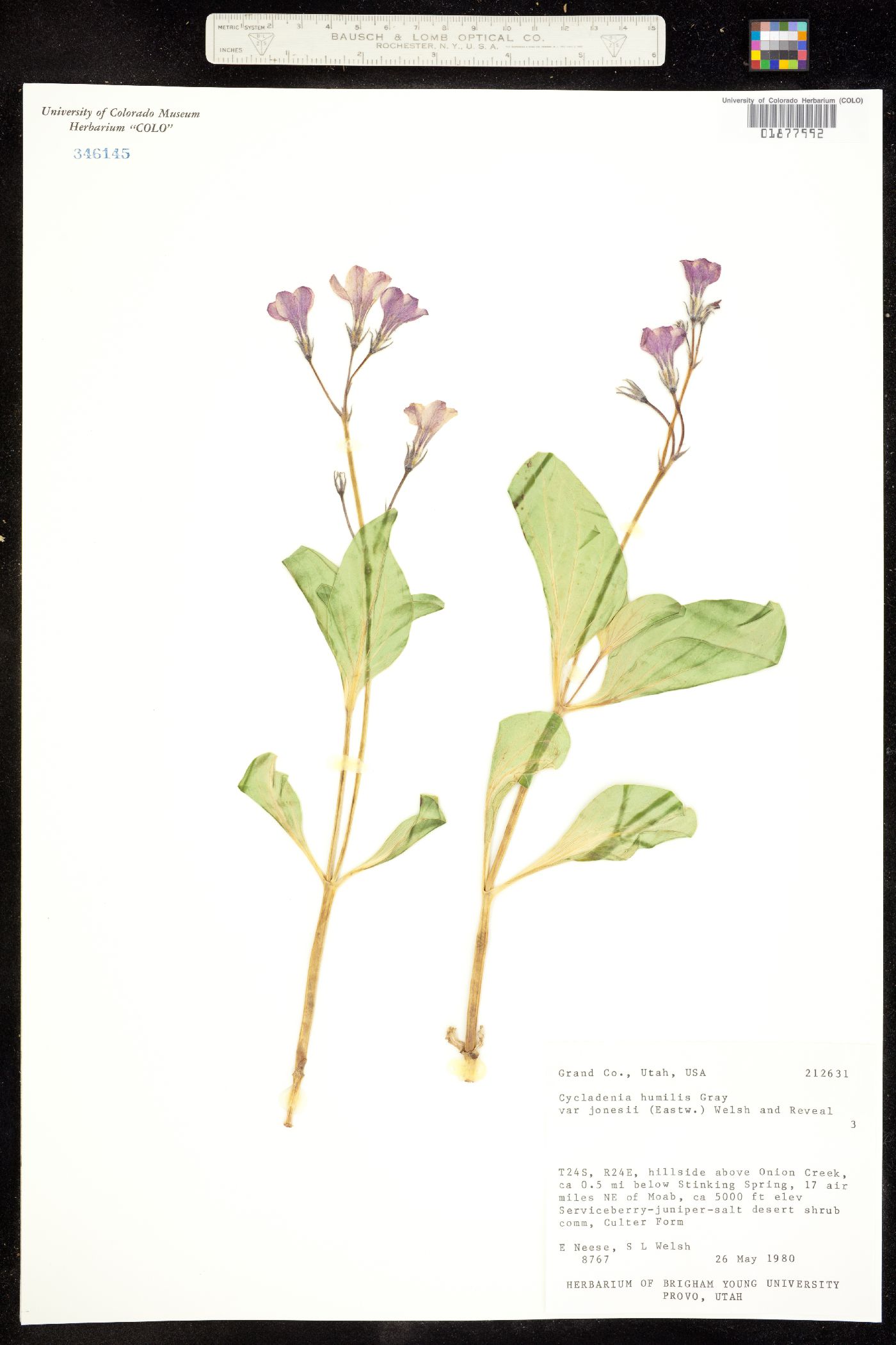 Cycladenia humilis image