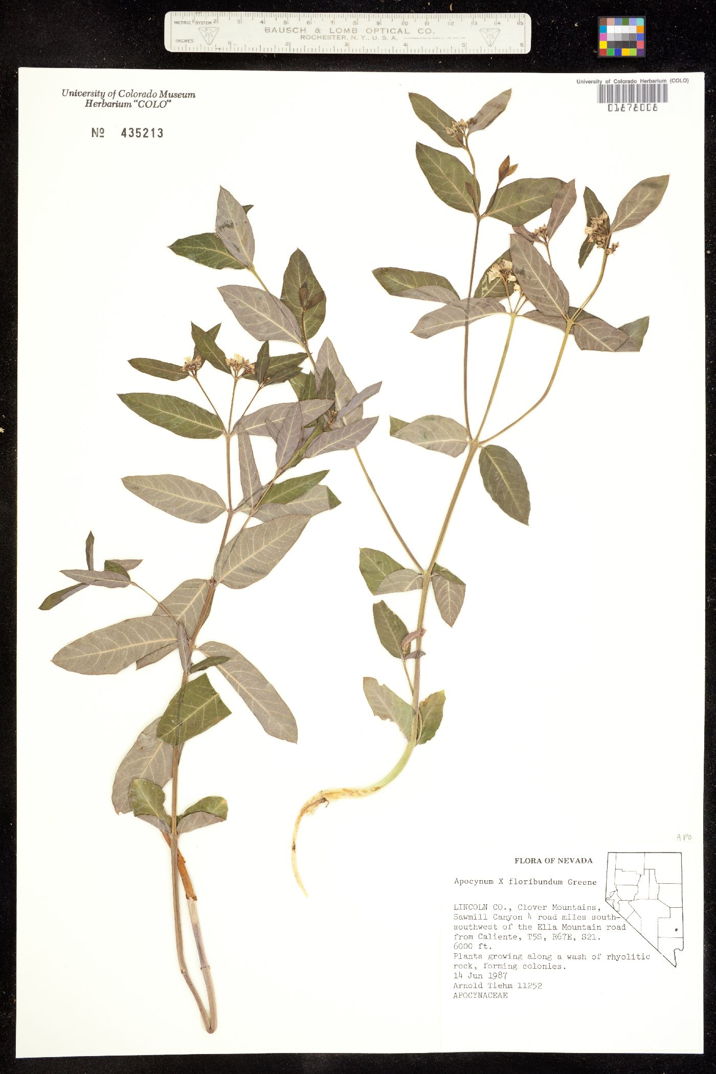 Apocynum ×floribundum image