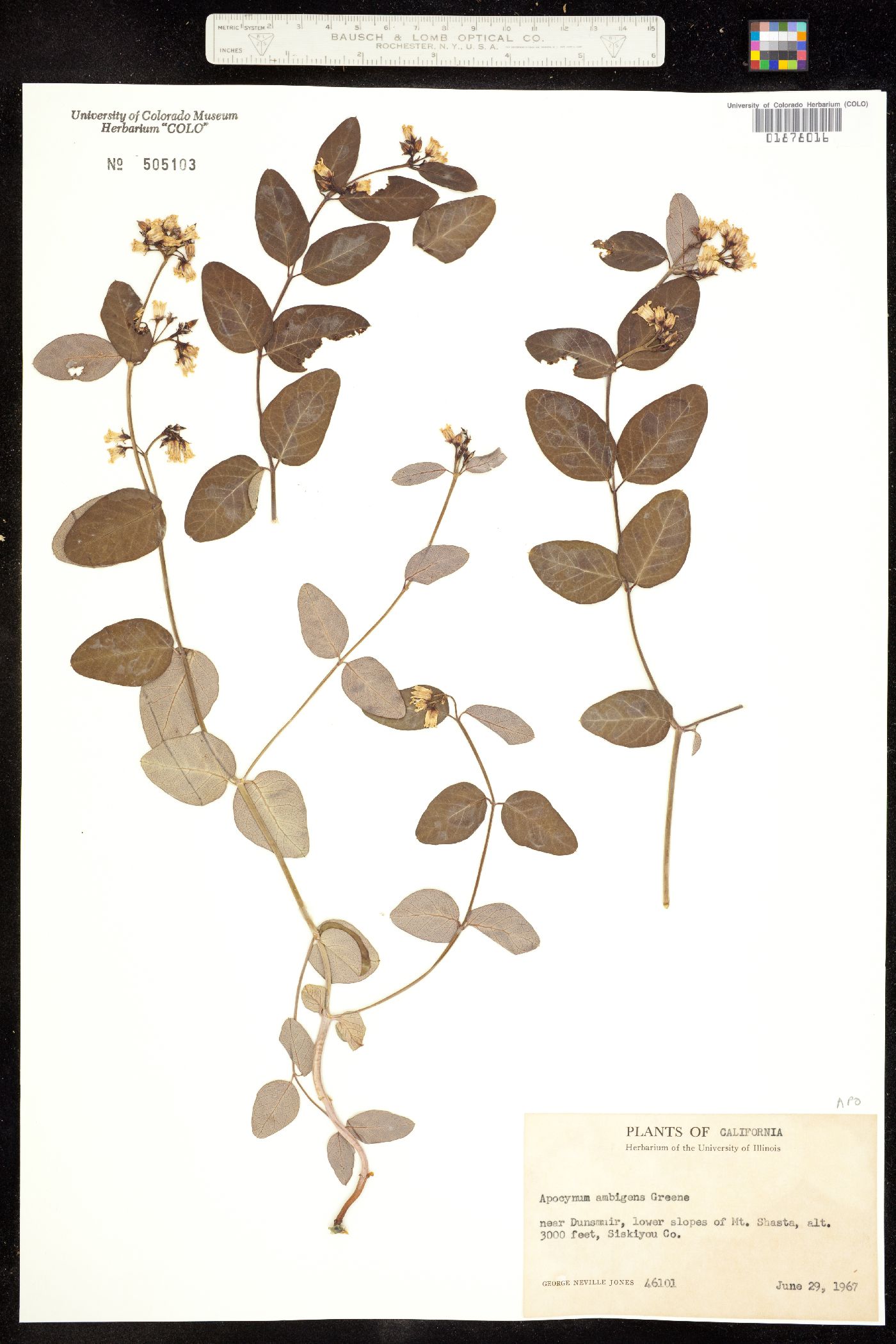 Apocynum androsaemifolium image