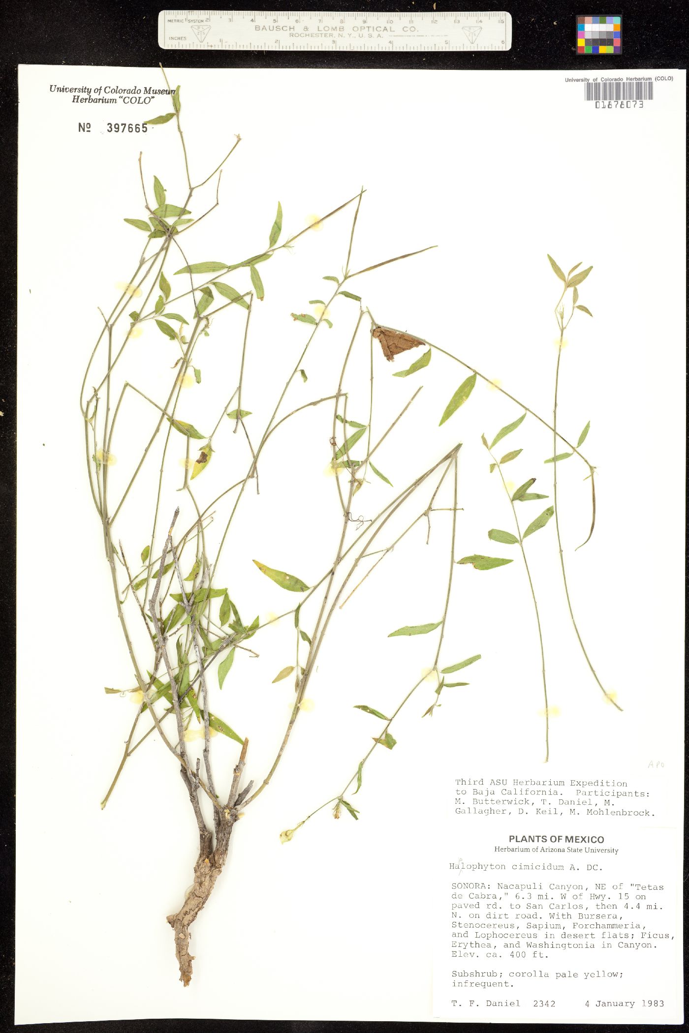 Haplophyton cimicidum image