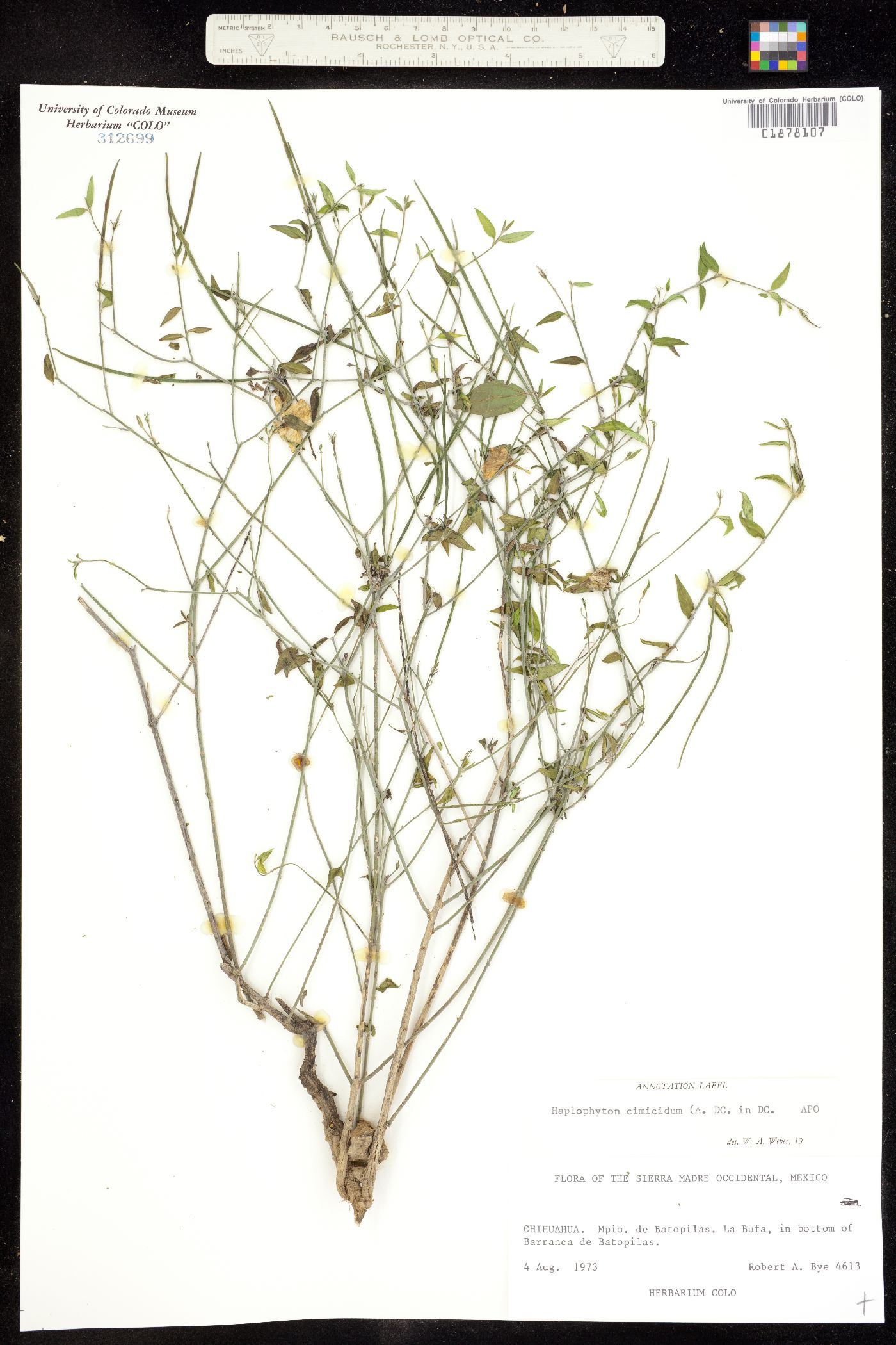 Haplophyton cimicidum image