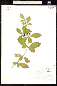 Rauvolfia tetraphylla image