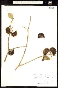Stemmadenia tomentosa image