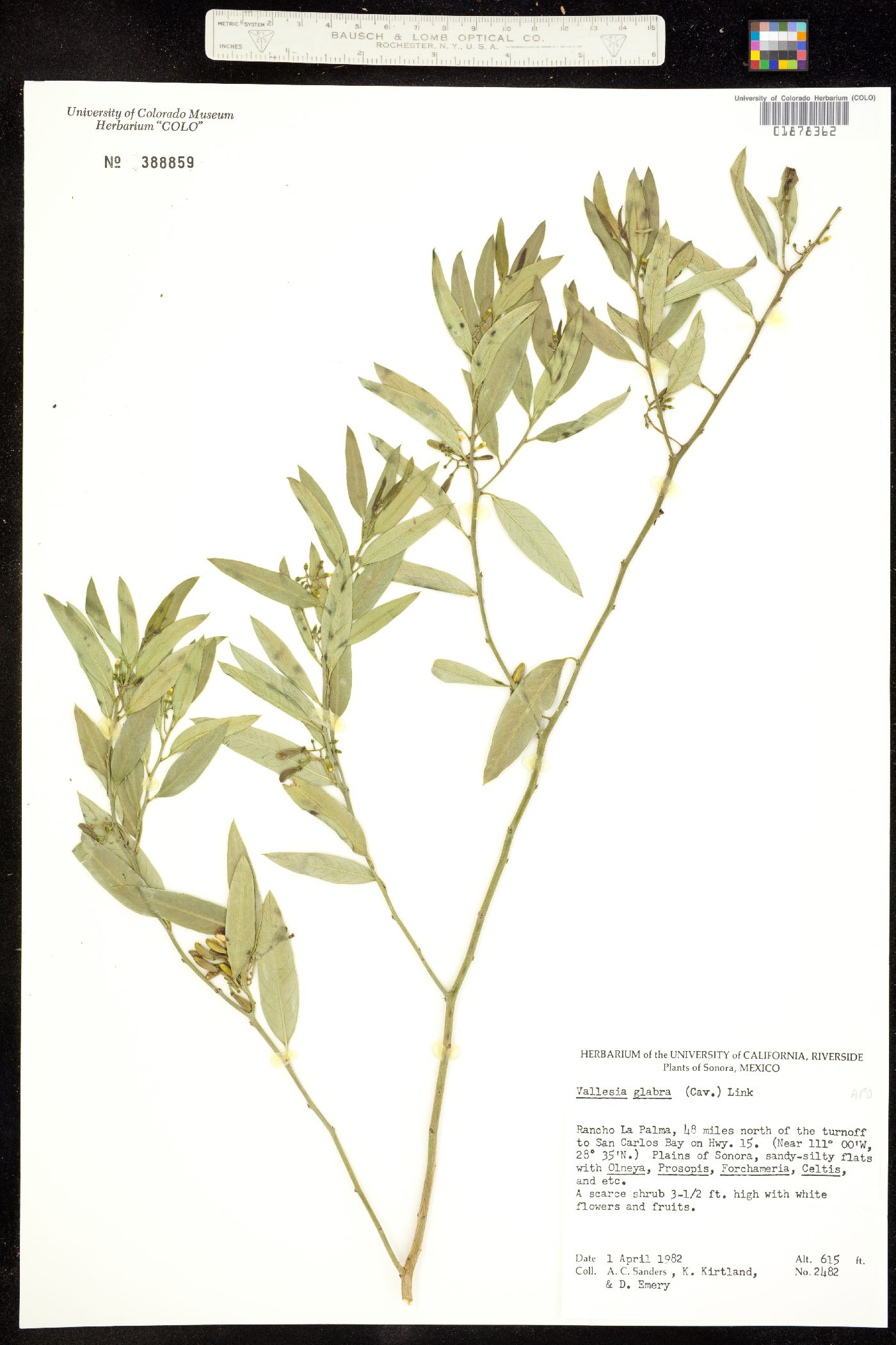 Vallesia image