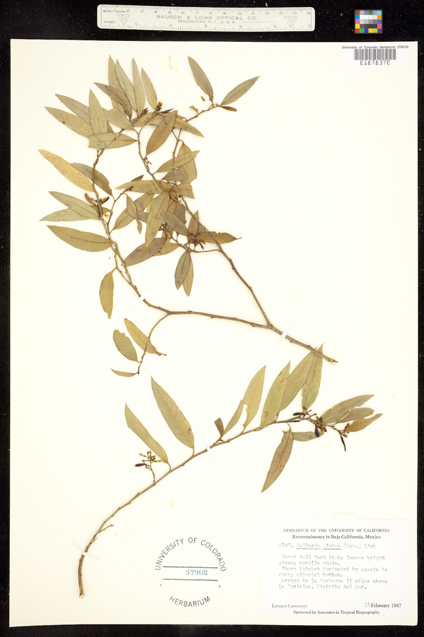 Vallesia glabra image