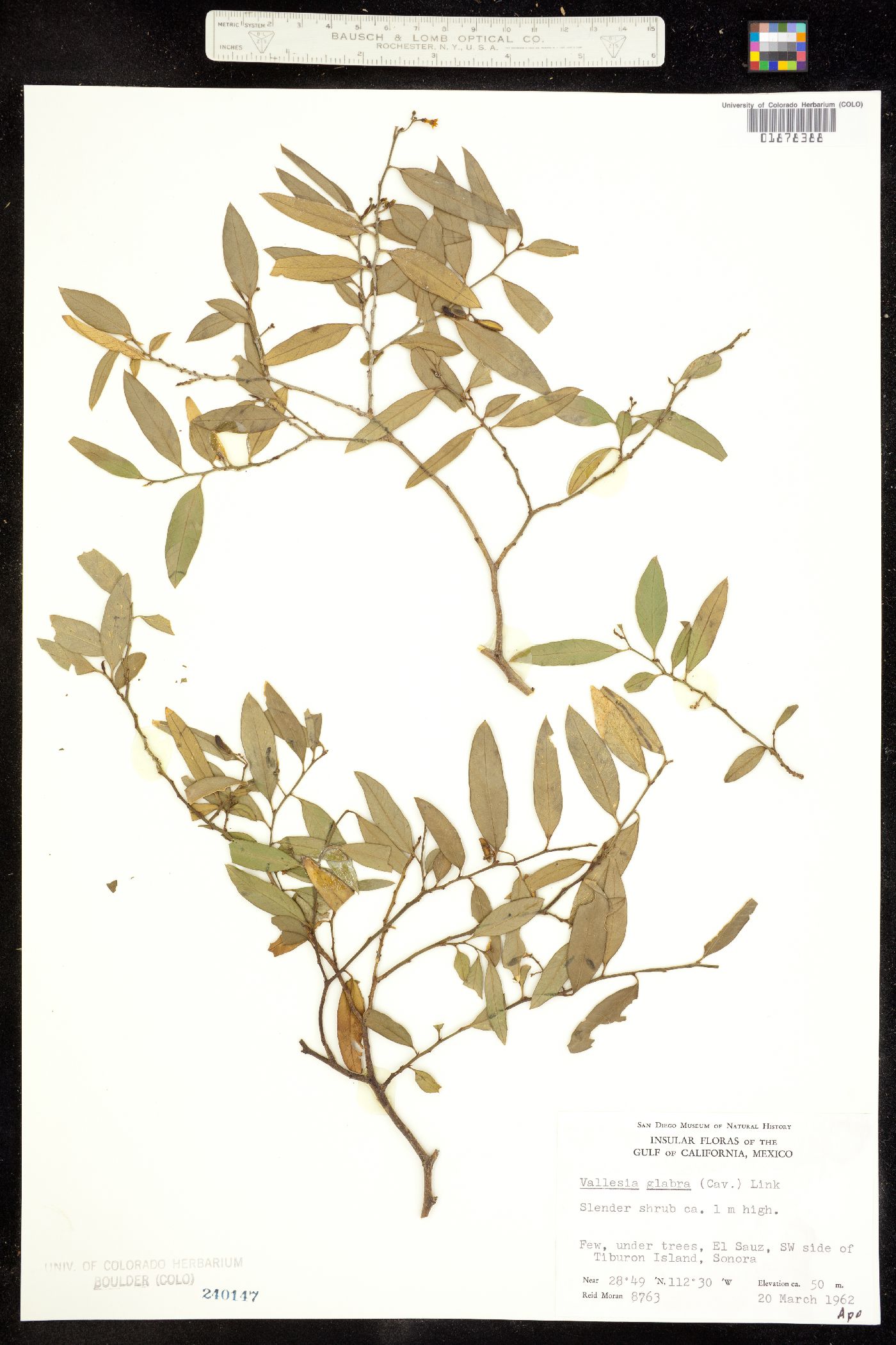 Vallesia image