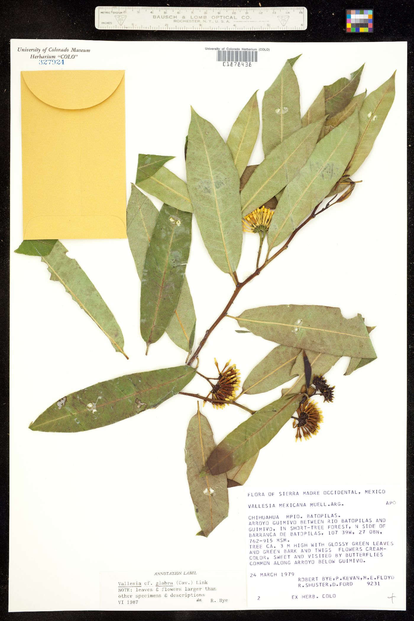 Vallesia glabra image