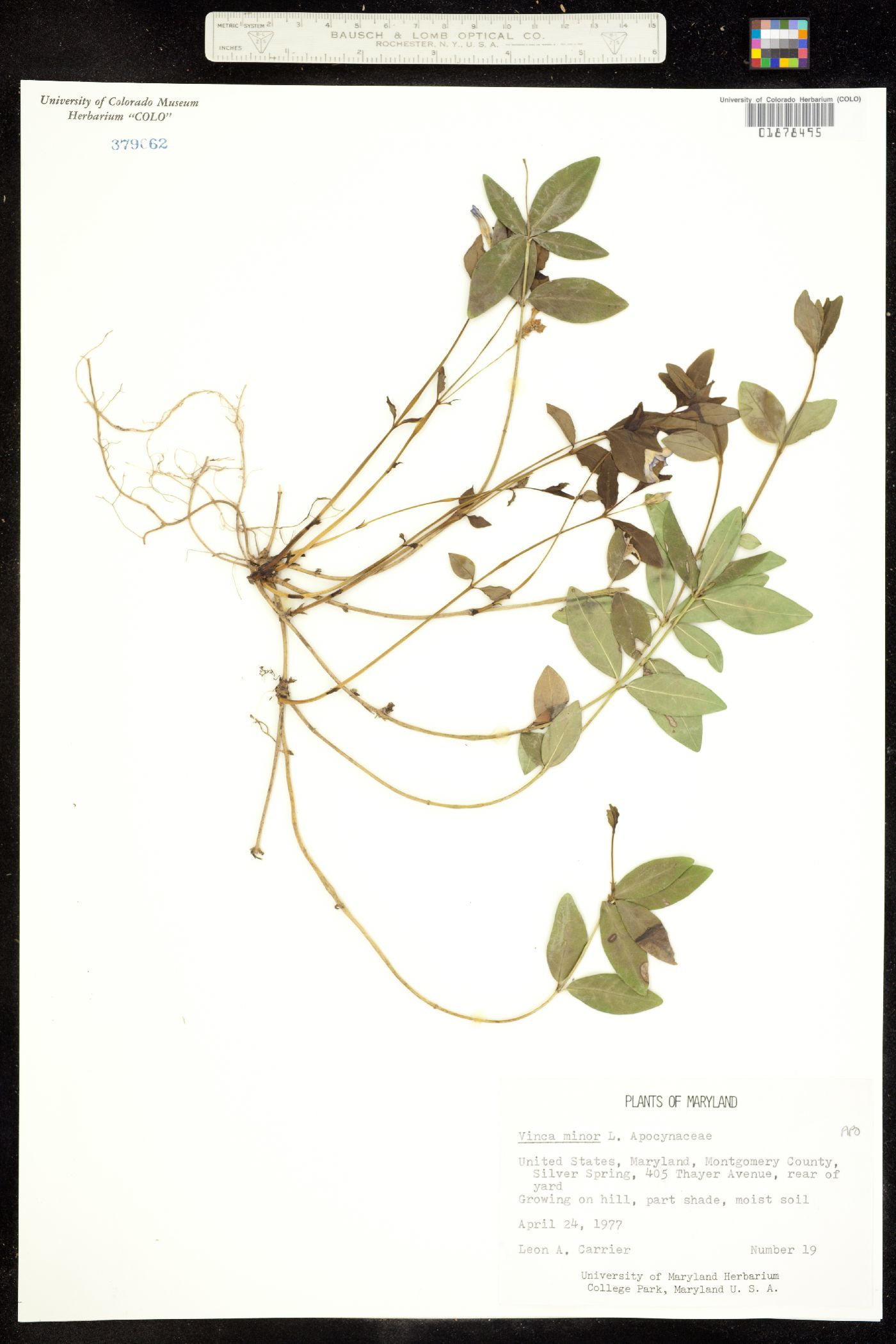 Vinca minor image