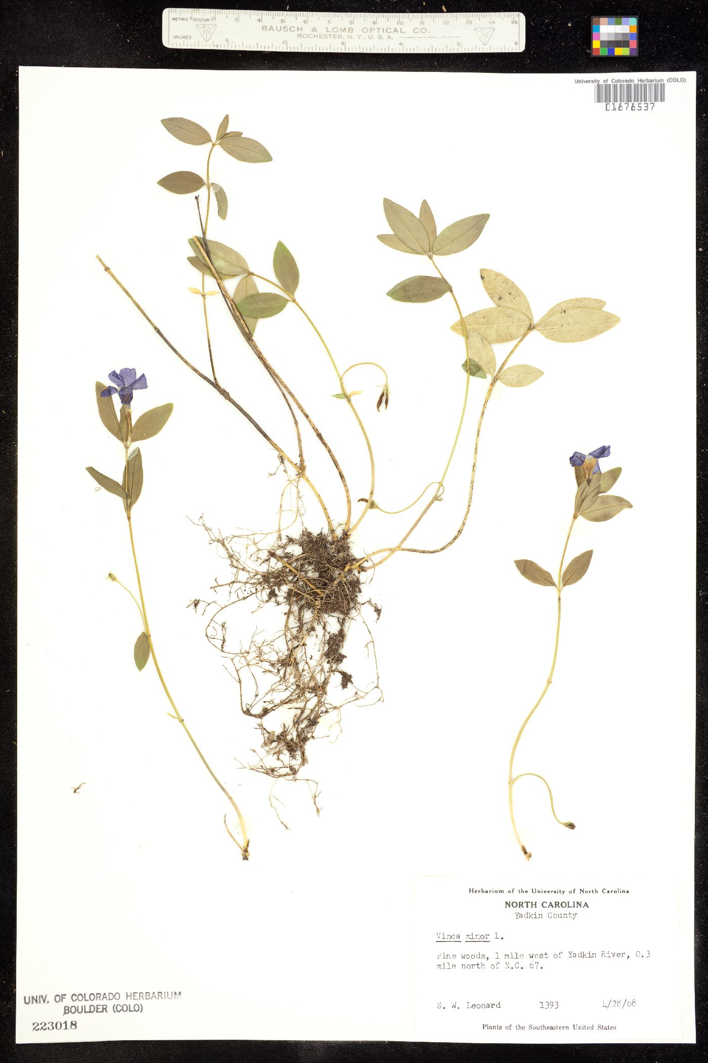 Vinca minor image