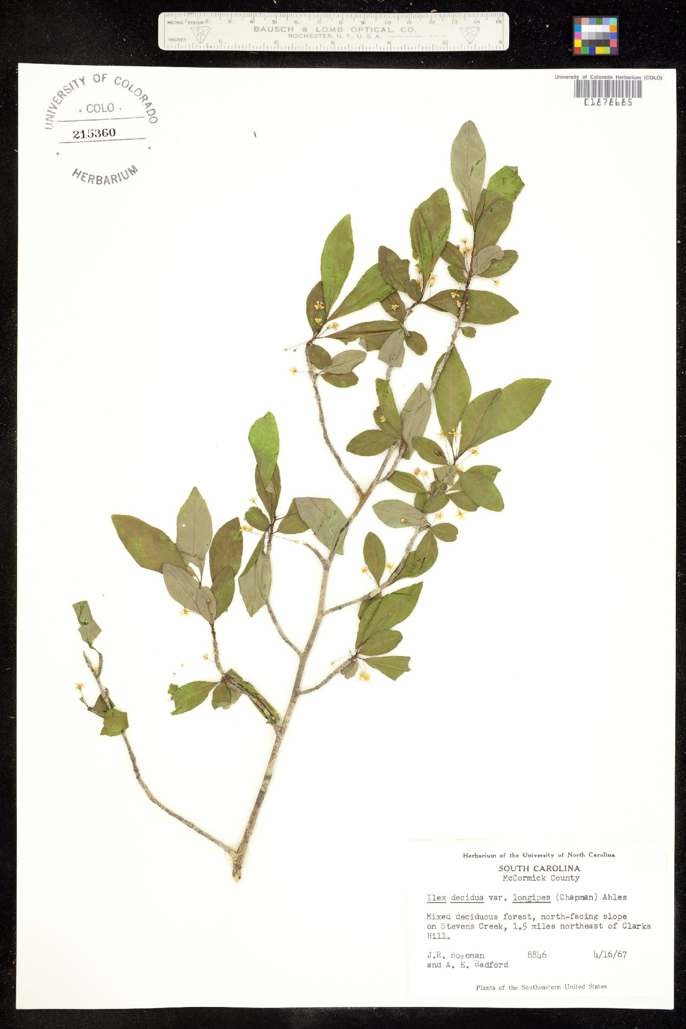 Ilex decidua image