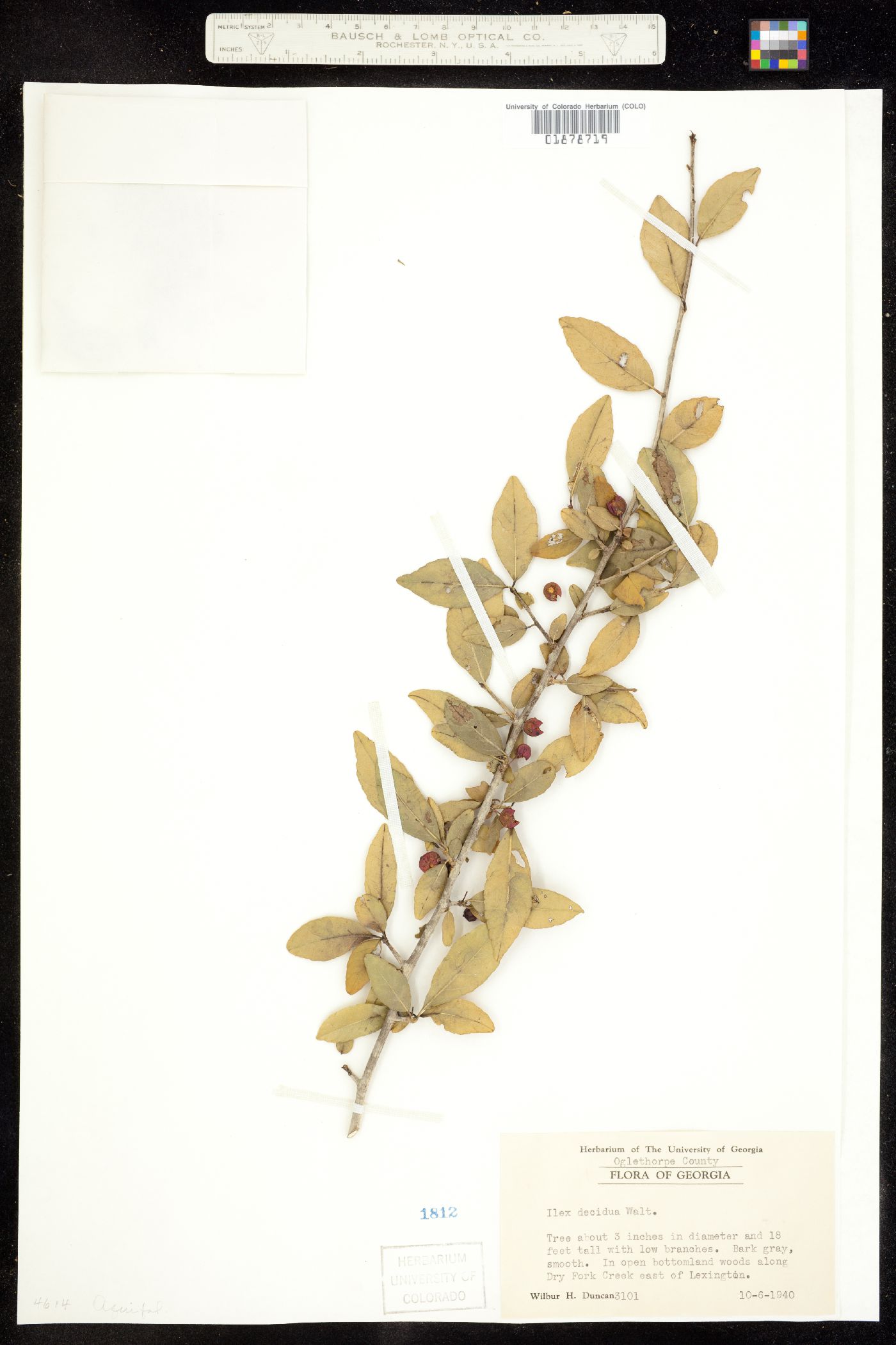Ilex decidua image