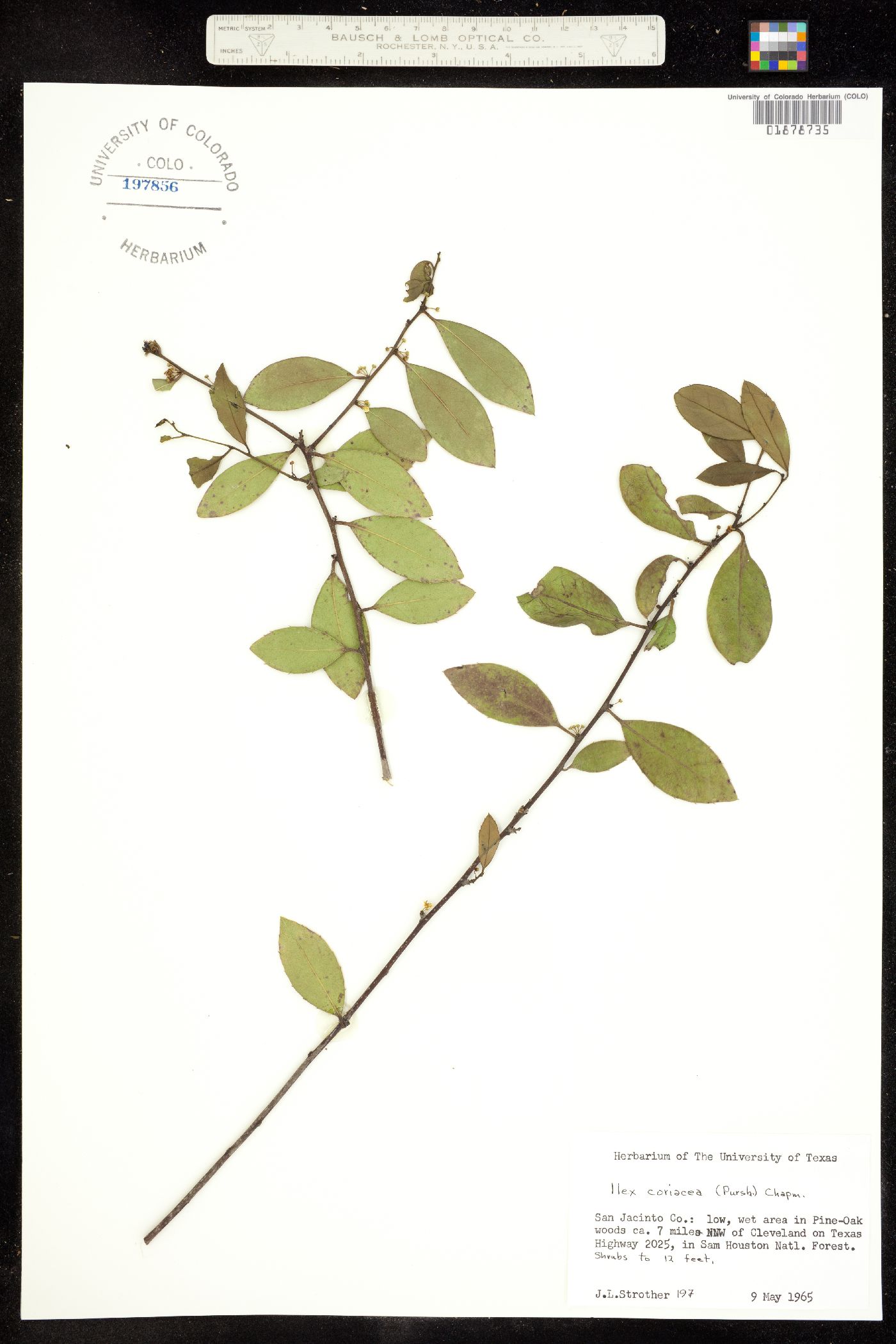 Ilex coriacea image