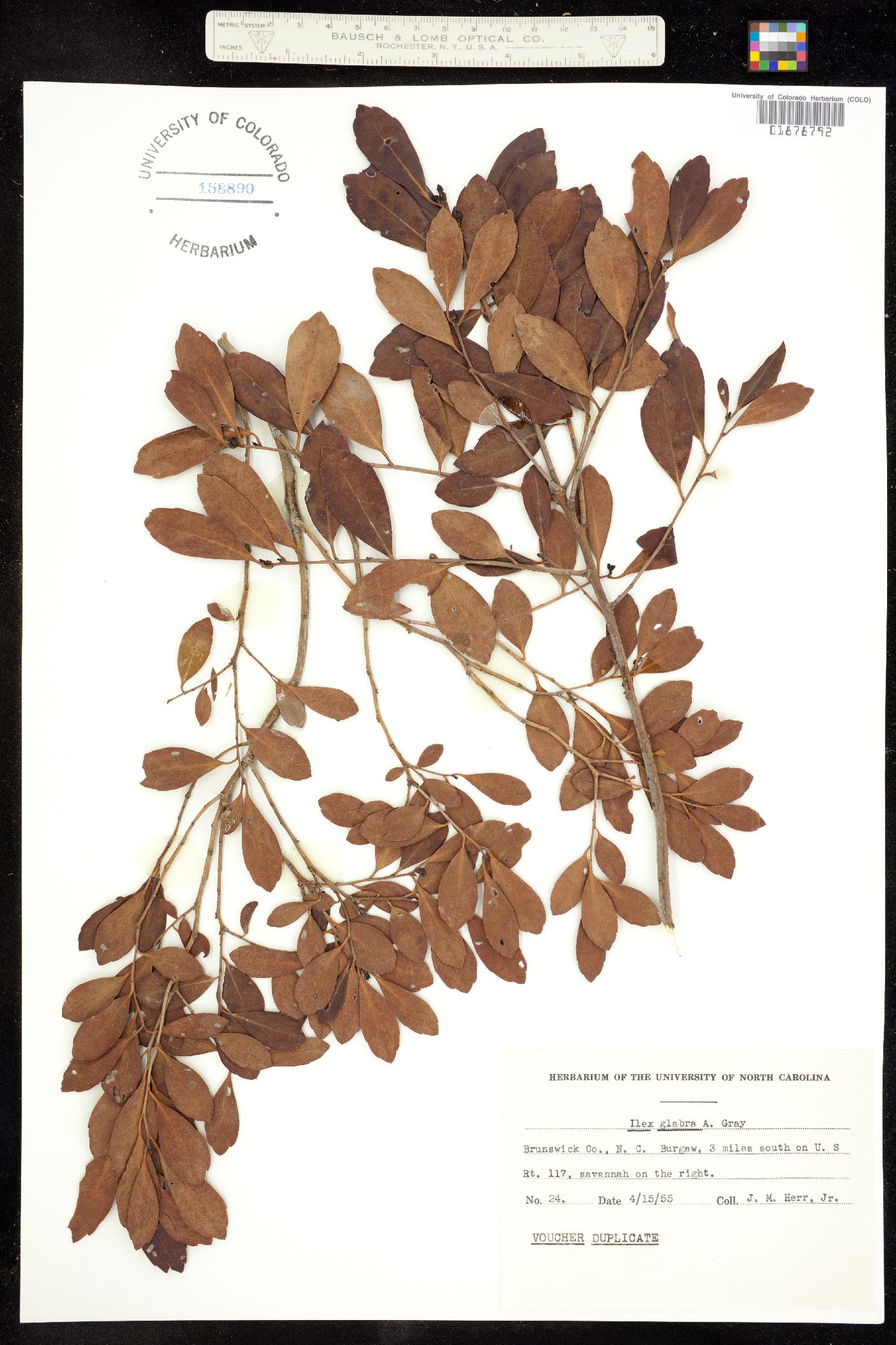 Ilex glabra image
