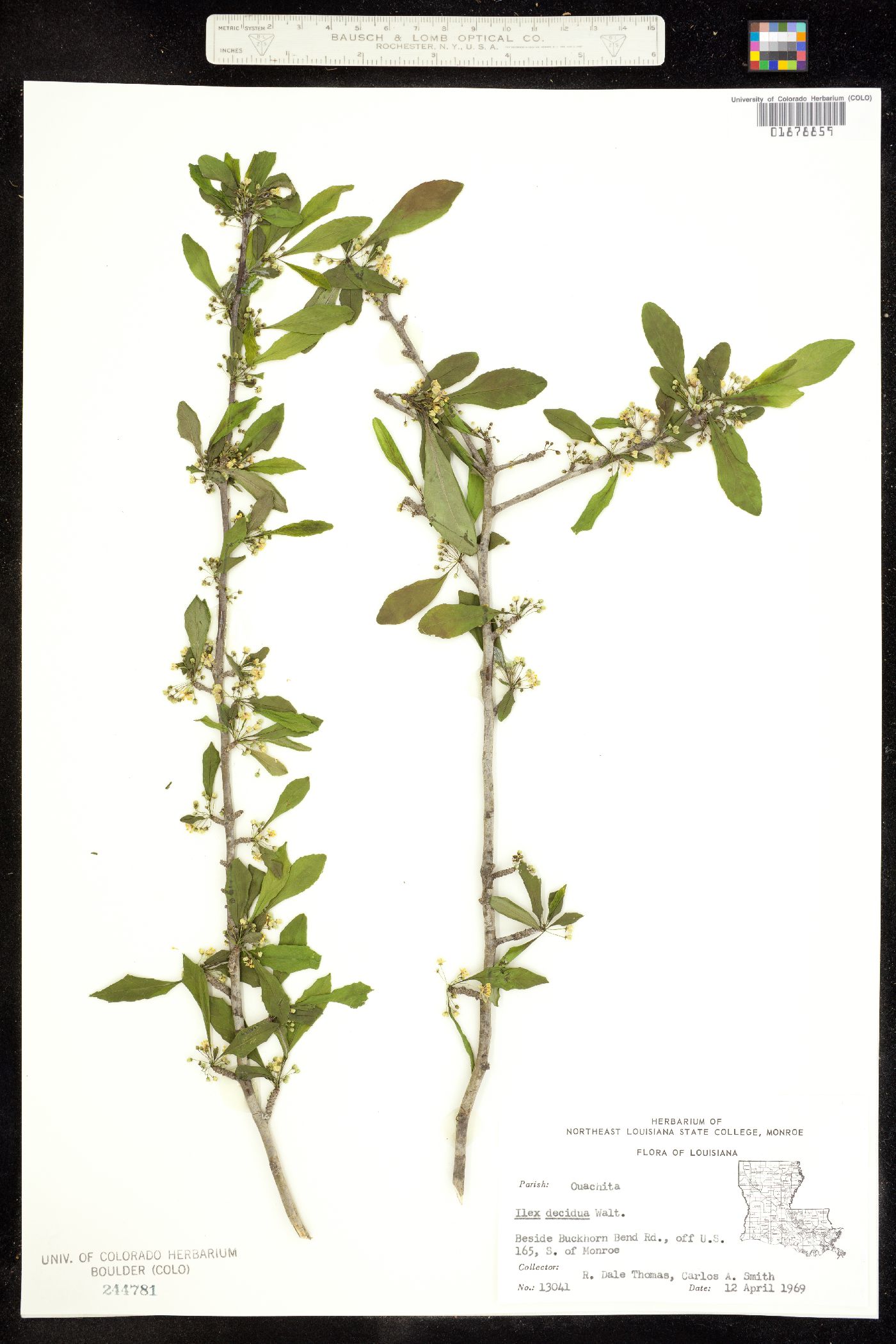 Ilex decidua image
